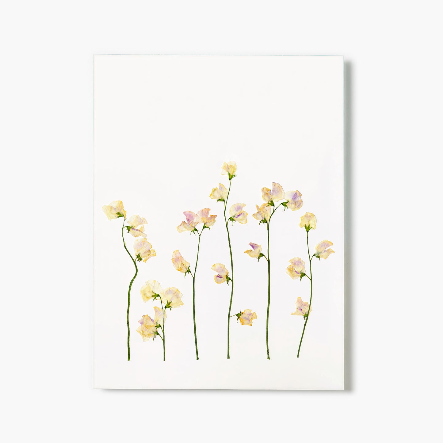 April Sweet Pea Pressed Floral Print