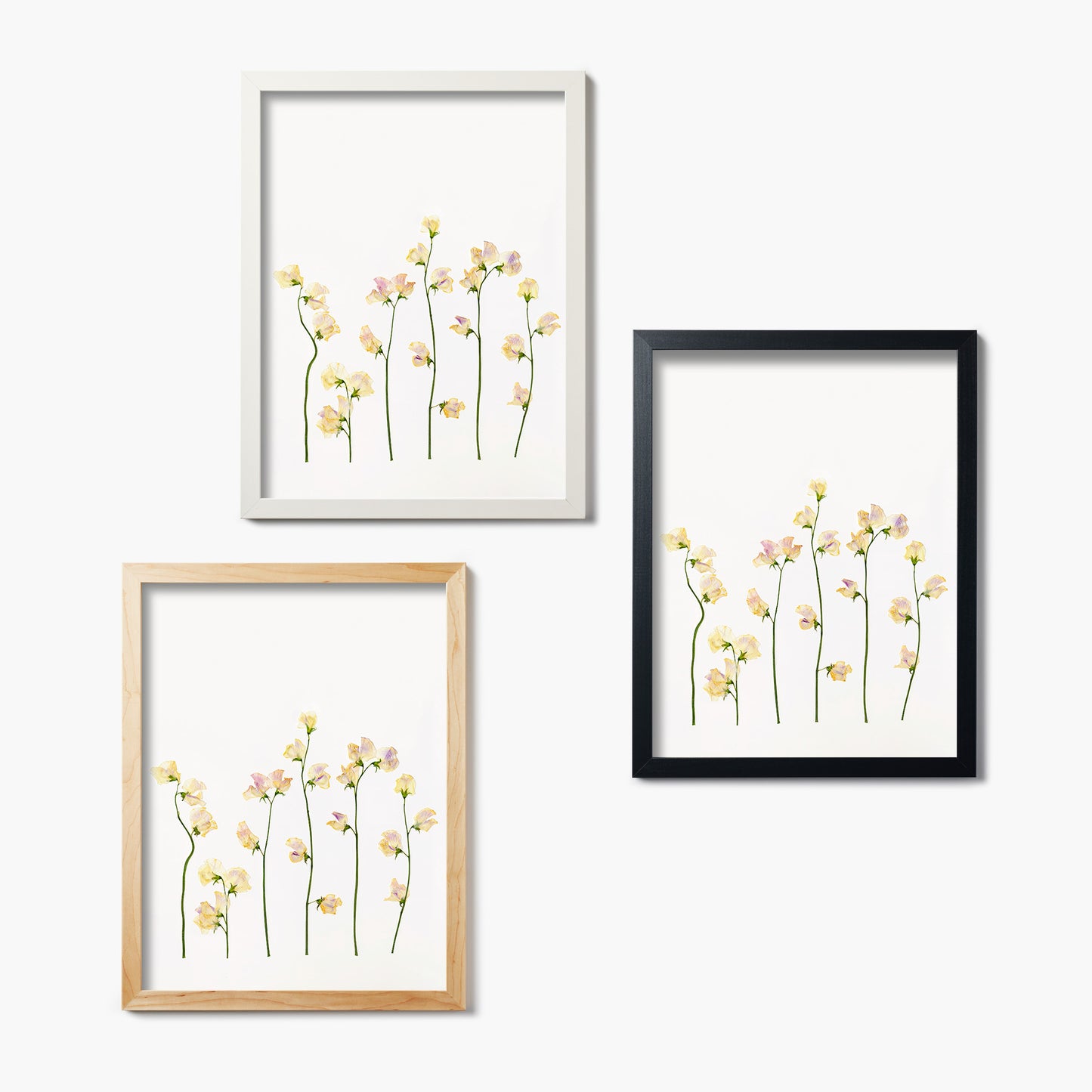 April Sweet Pea Pressed Floral Print
