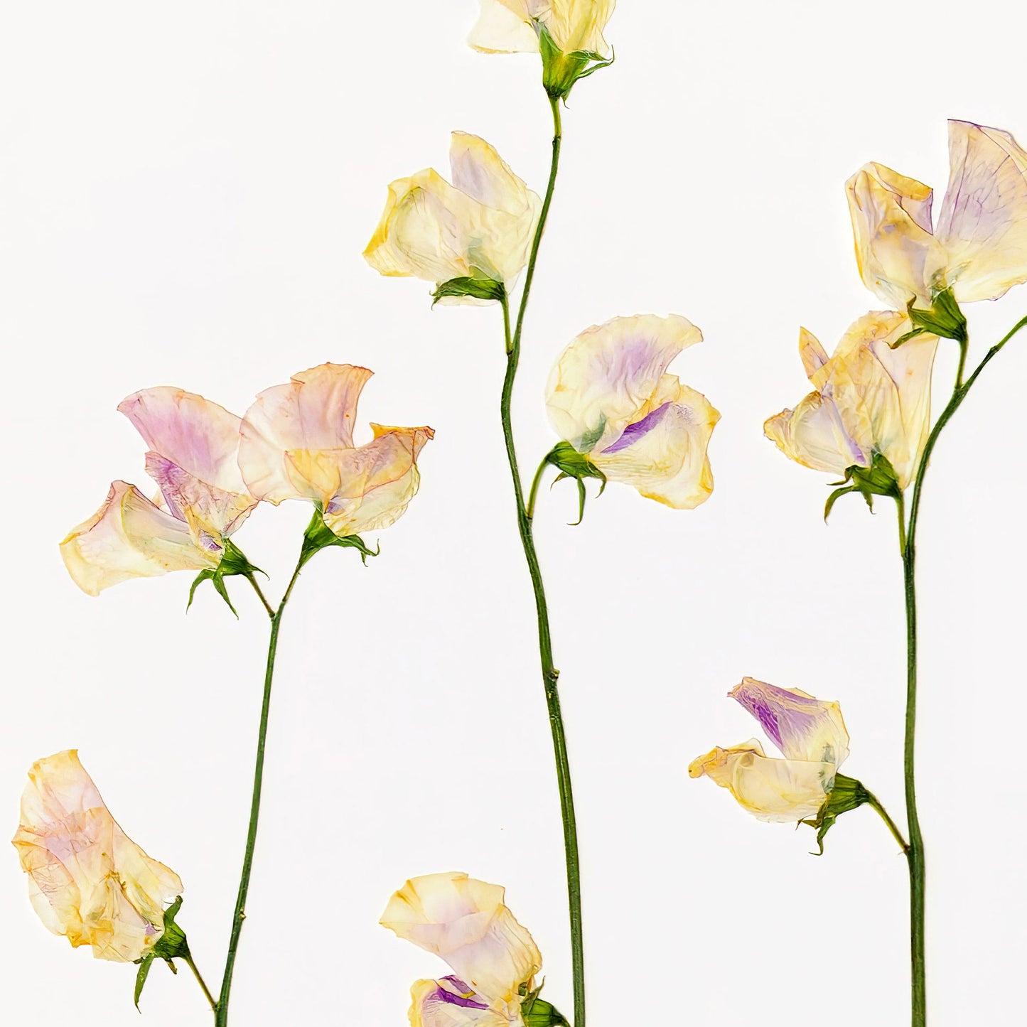 April Sweet Pea Pressed Floral Print