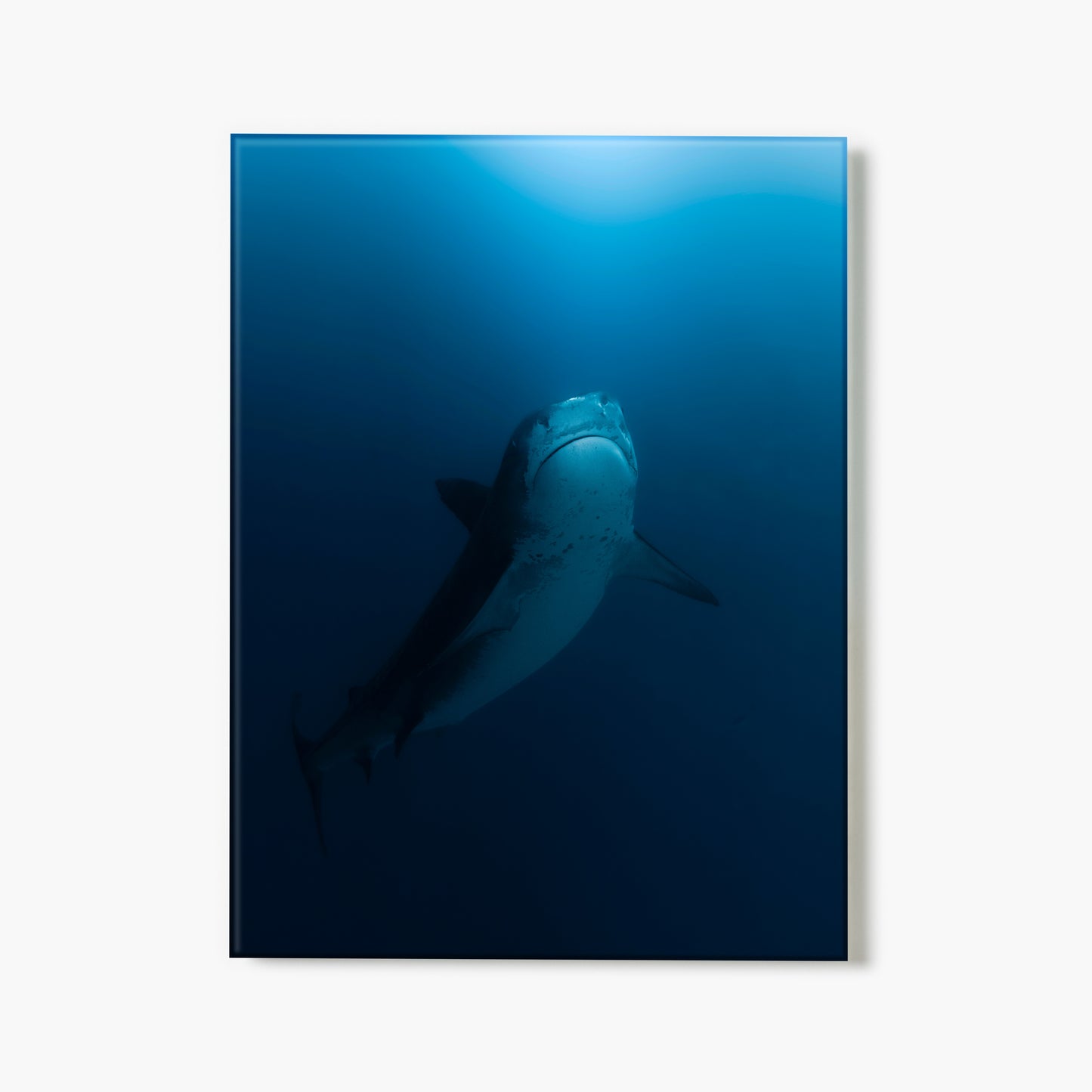 A glass print of a shark swimming upward in the deep blue ocean