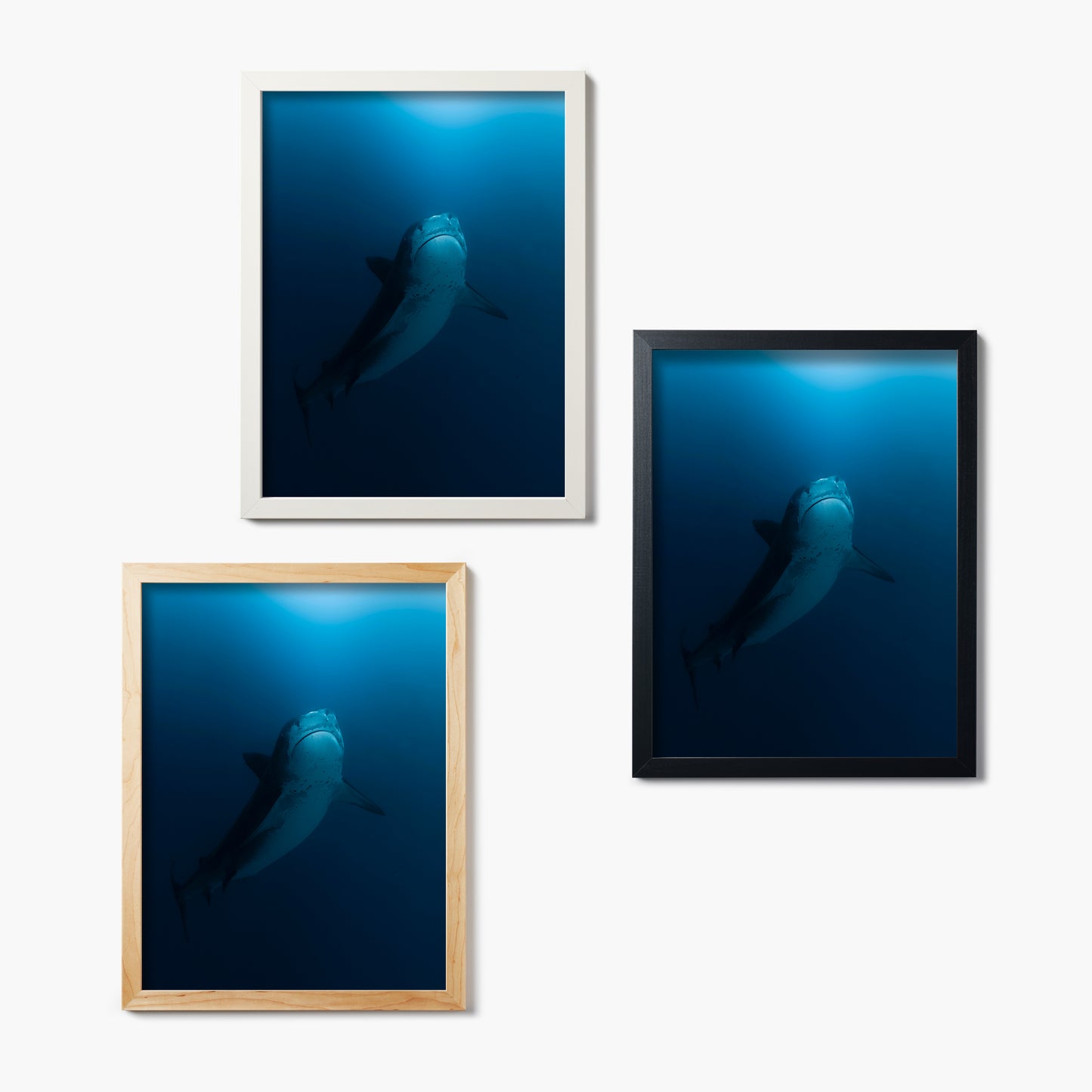 Three framed pictures of a shark swimming underwater on a white background