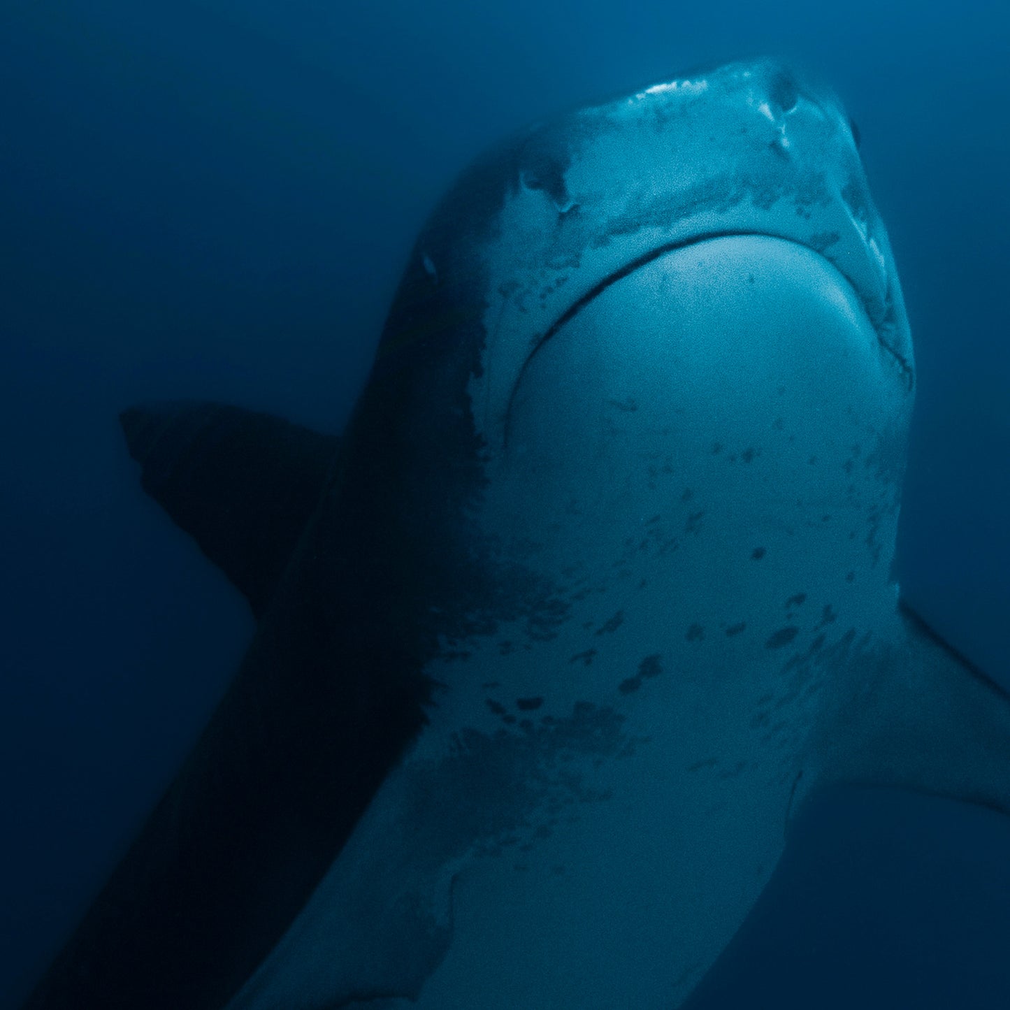 Close-up of a shark underwater with a blue gradient background