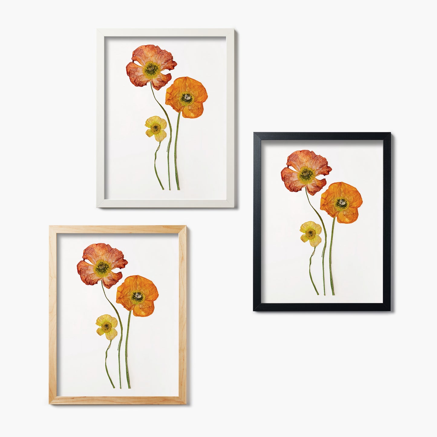 August Poppy Pressed Floral Print