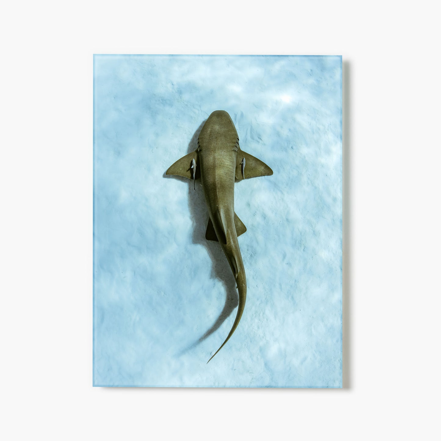 A glass print of an overhead view of a shark and two pilot fish swimming over cyan-tinted sand
