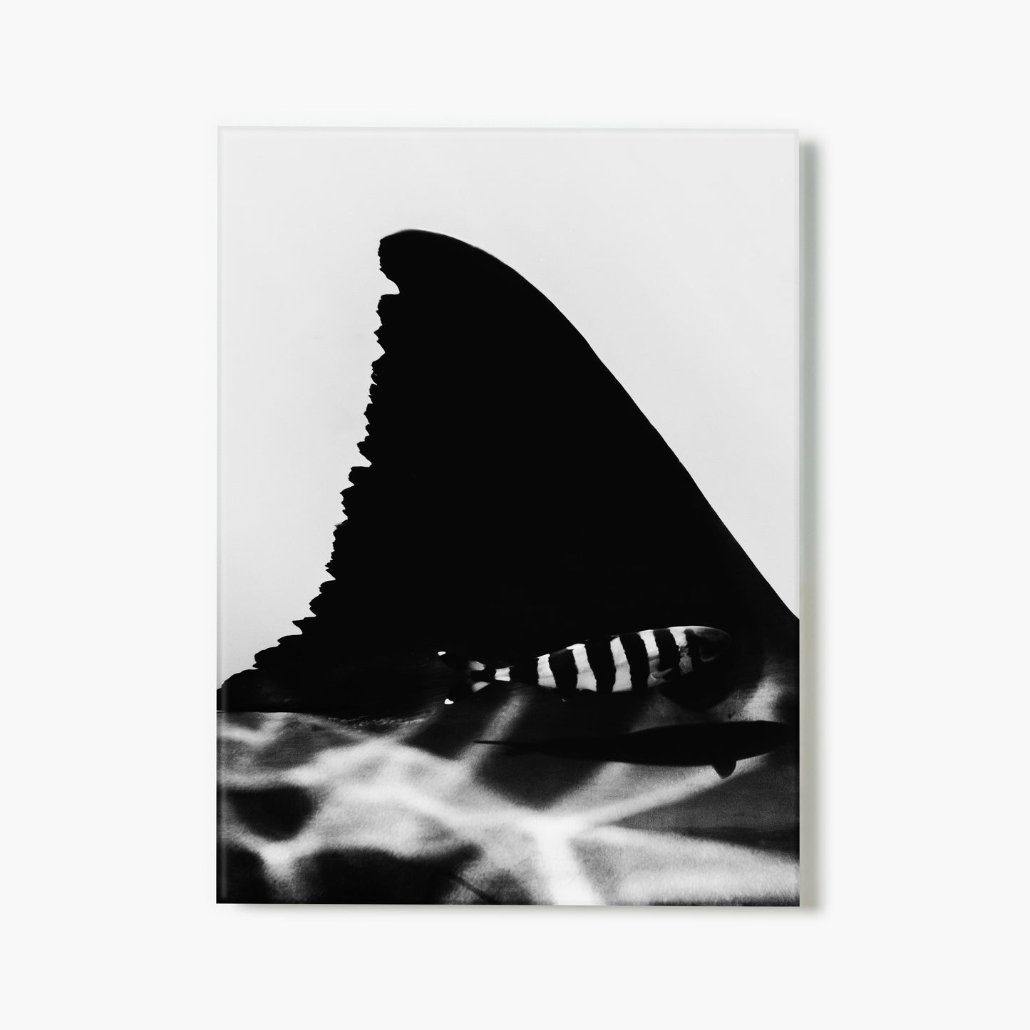 Black and white art glass print of a shark fin with a striped pilot fish swimming beside it