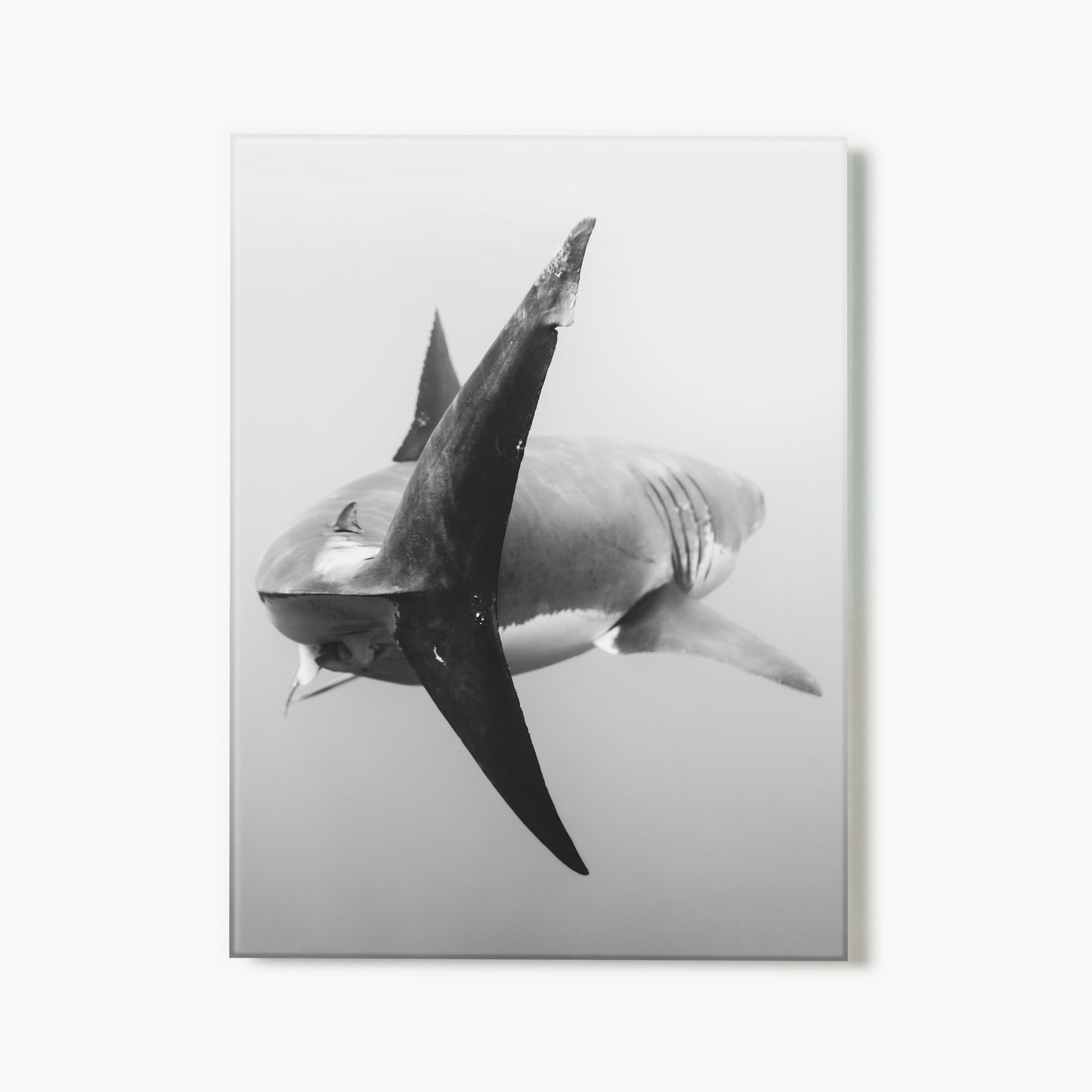 Black And Great White II
