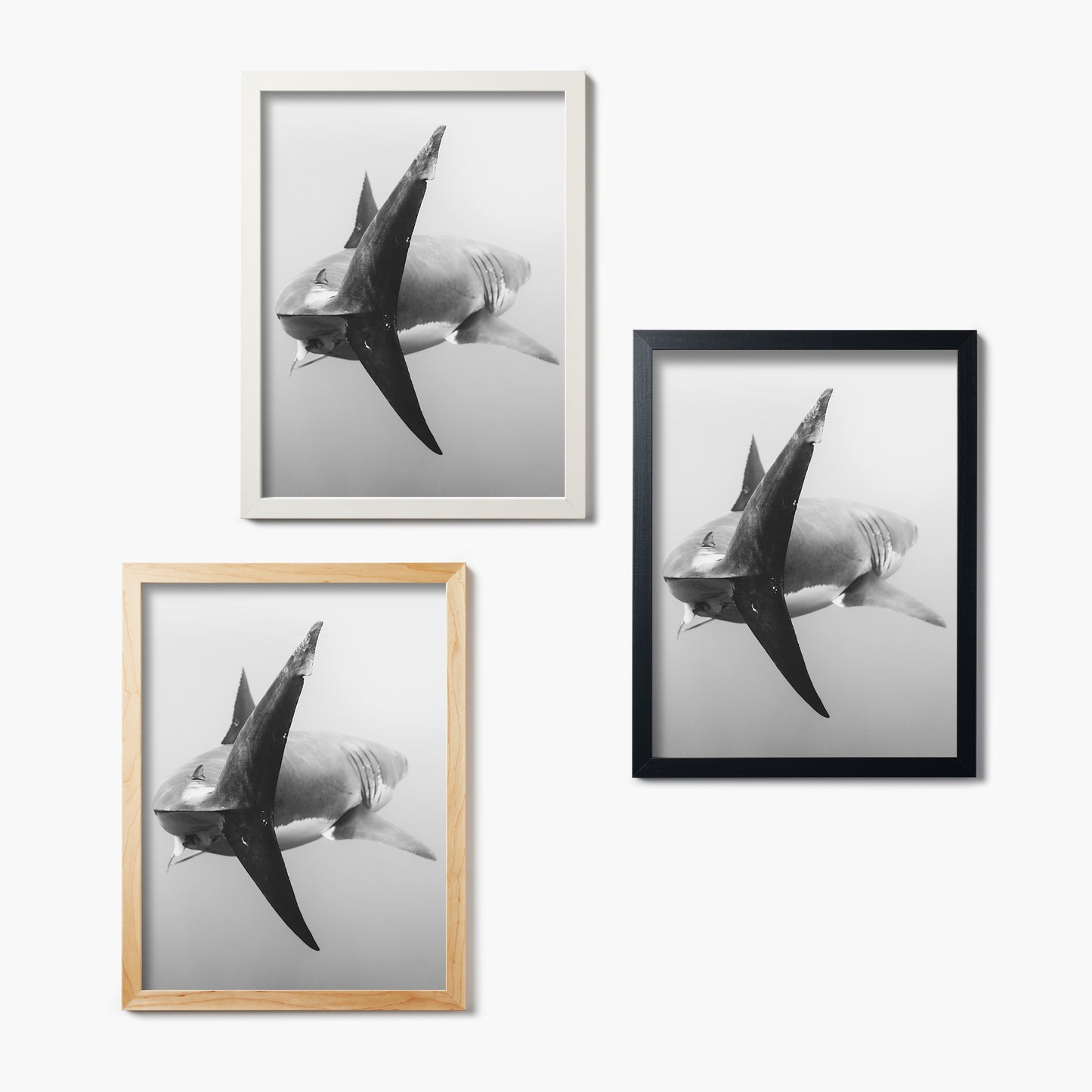 Black And Great White II