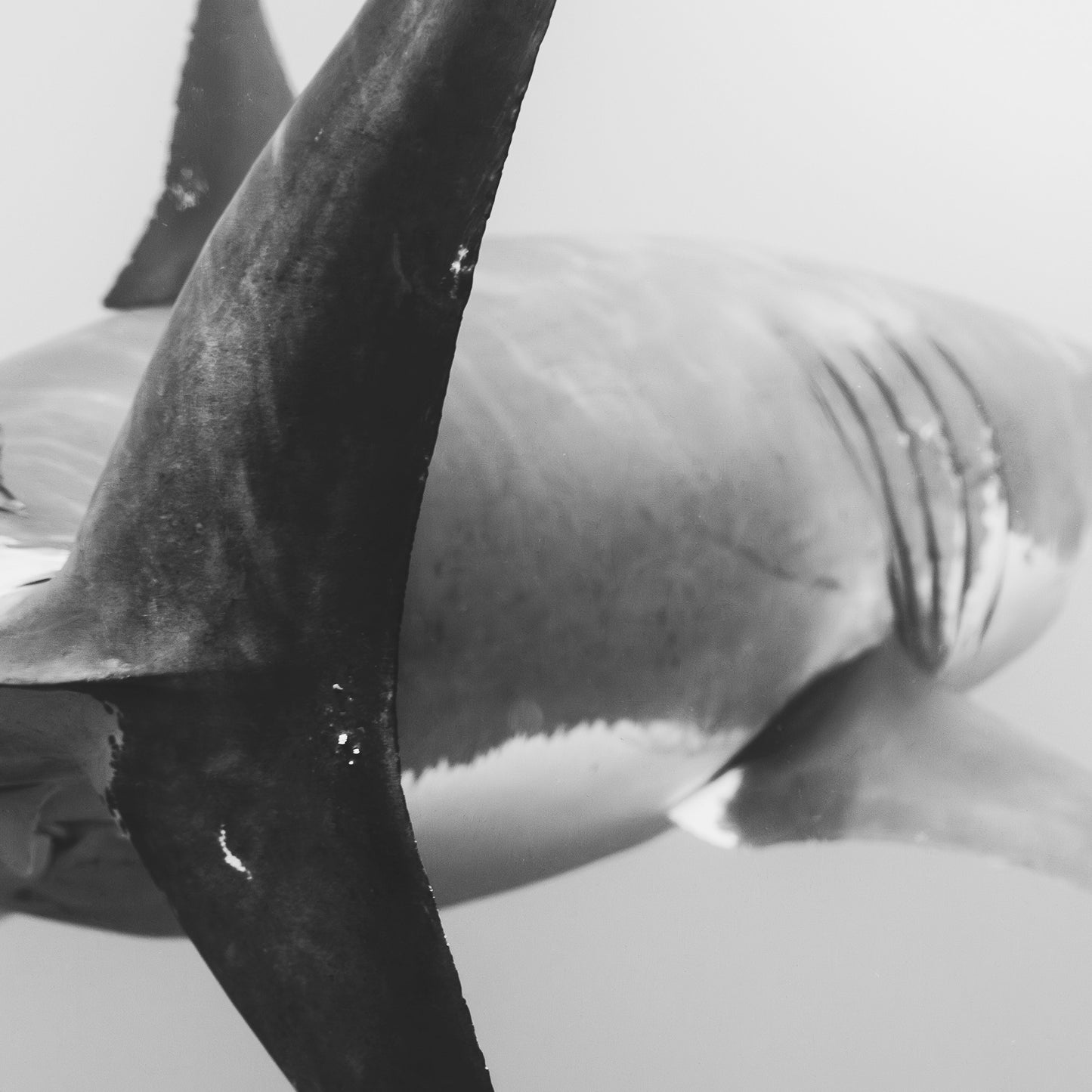 Black And Great White II