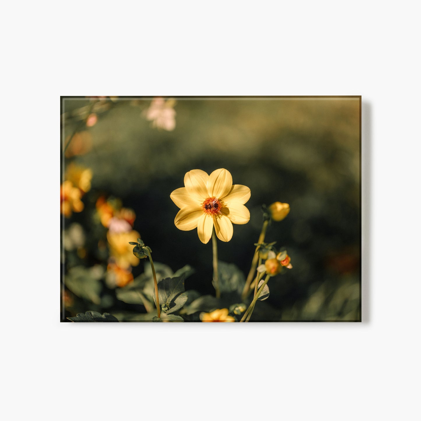 Buzzing In Bloom