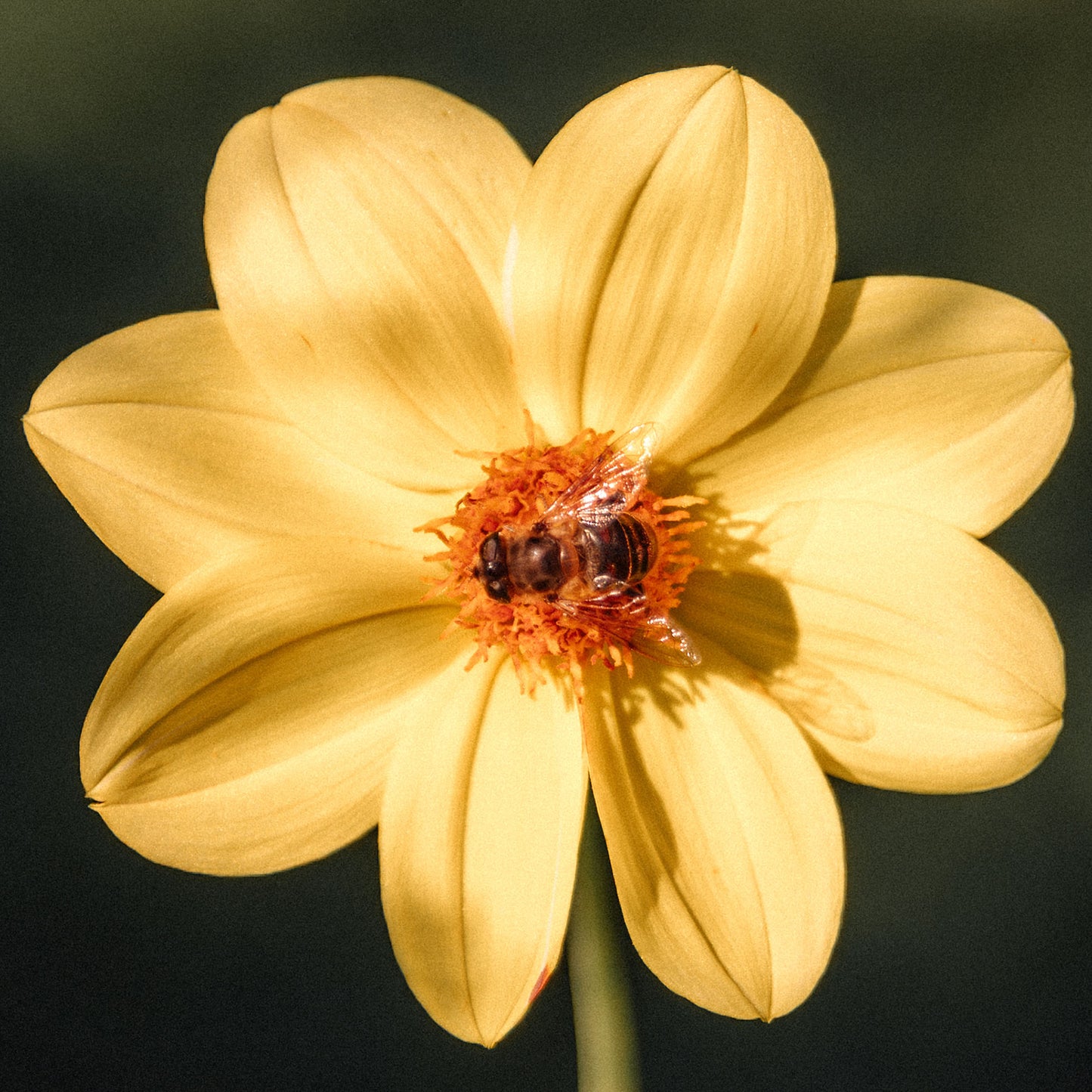 Buzzing In Bloom