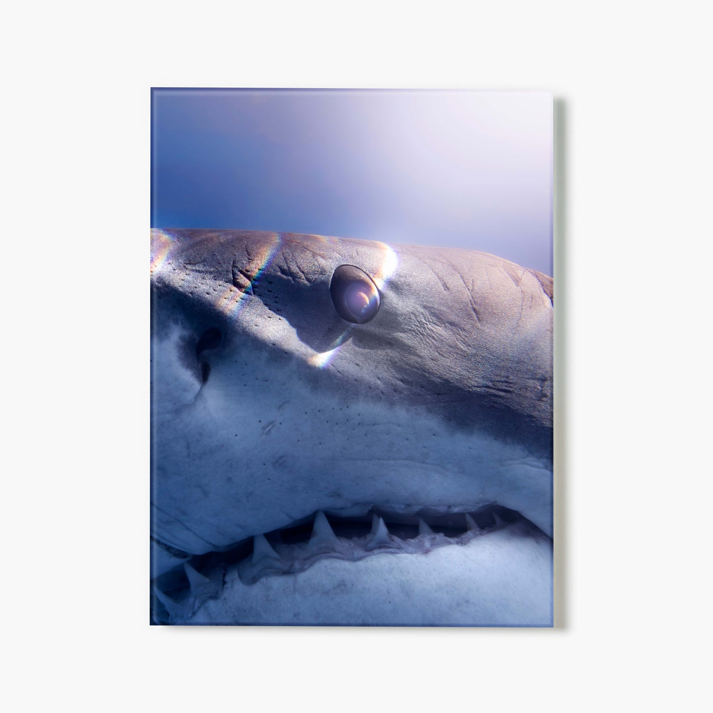 A glass print of a close-up of a great white shark's face, highlighted by rainbow stripes falling across it, against a blue gradient background