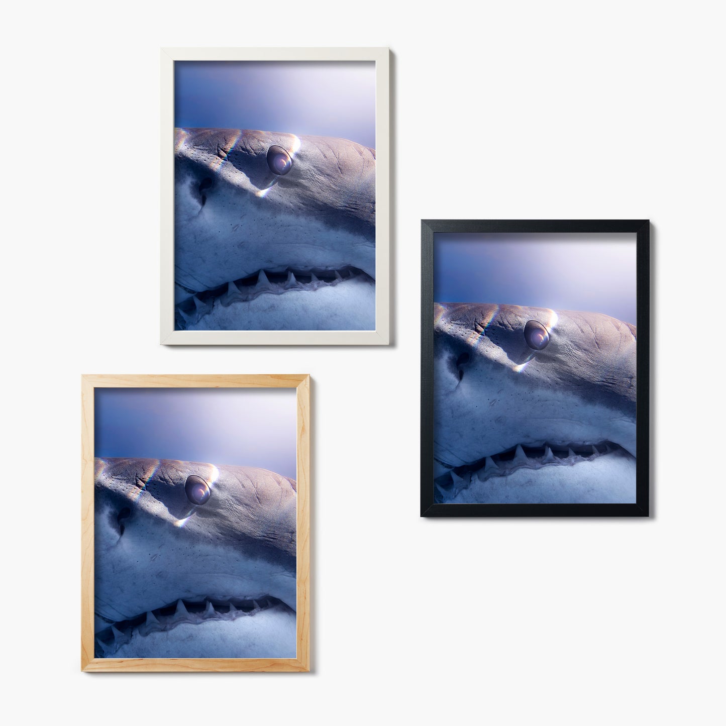 Three framed glass prints of a shark's face on a white background