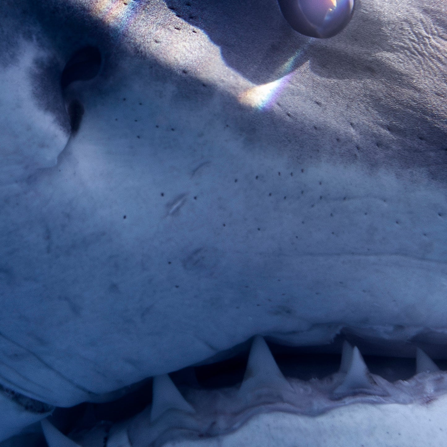 Close-up of a shark's mouth with textured skin and sharp teeth.