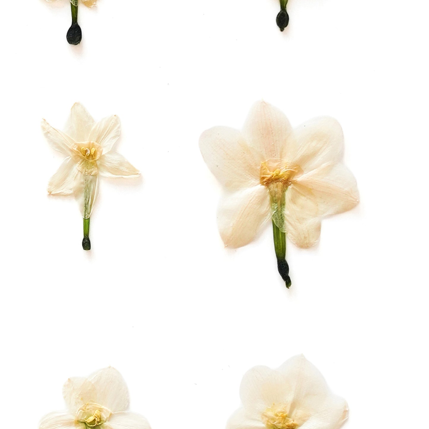 December Narcissus No. 2 Pressed Floral Print