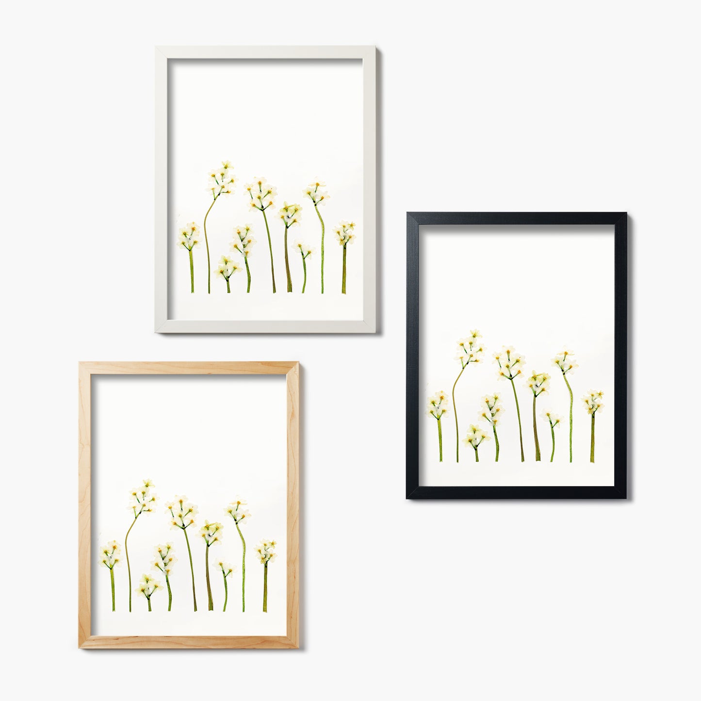 December Narcissus Pressed Floral Print