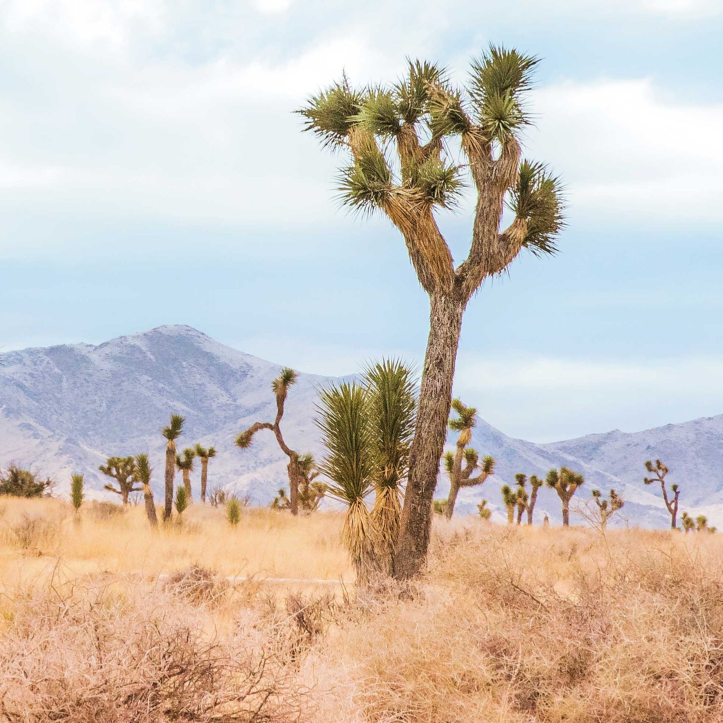 Desert Blue