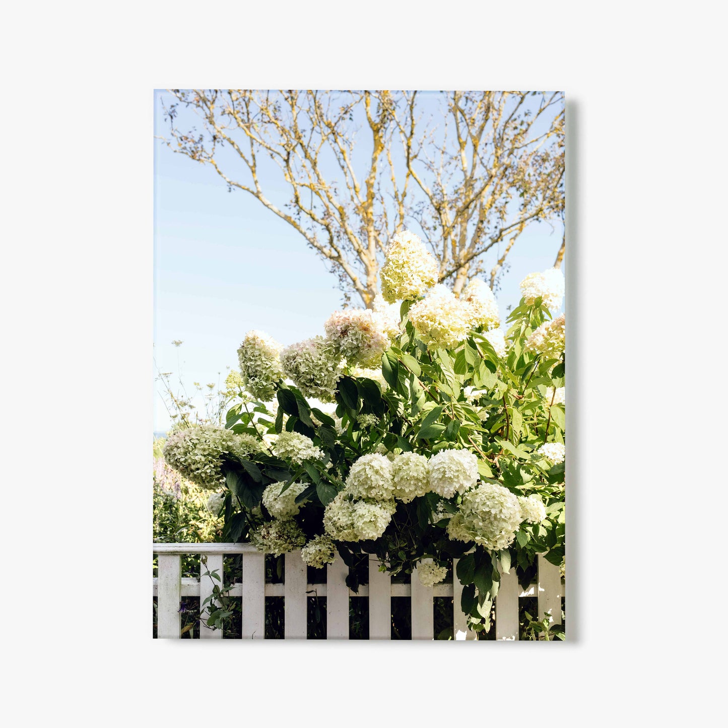 Glass print of white hydrangeas growing over a white picket fence and tree in the background