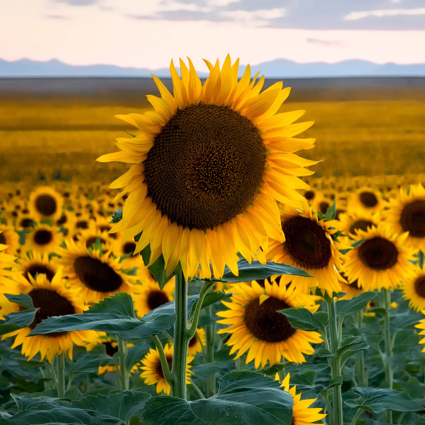 Endless Summer In Colorado