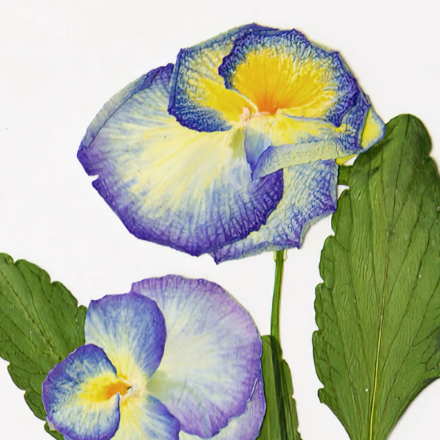 February Violet Pressed Floral Print