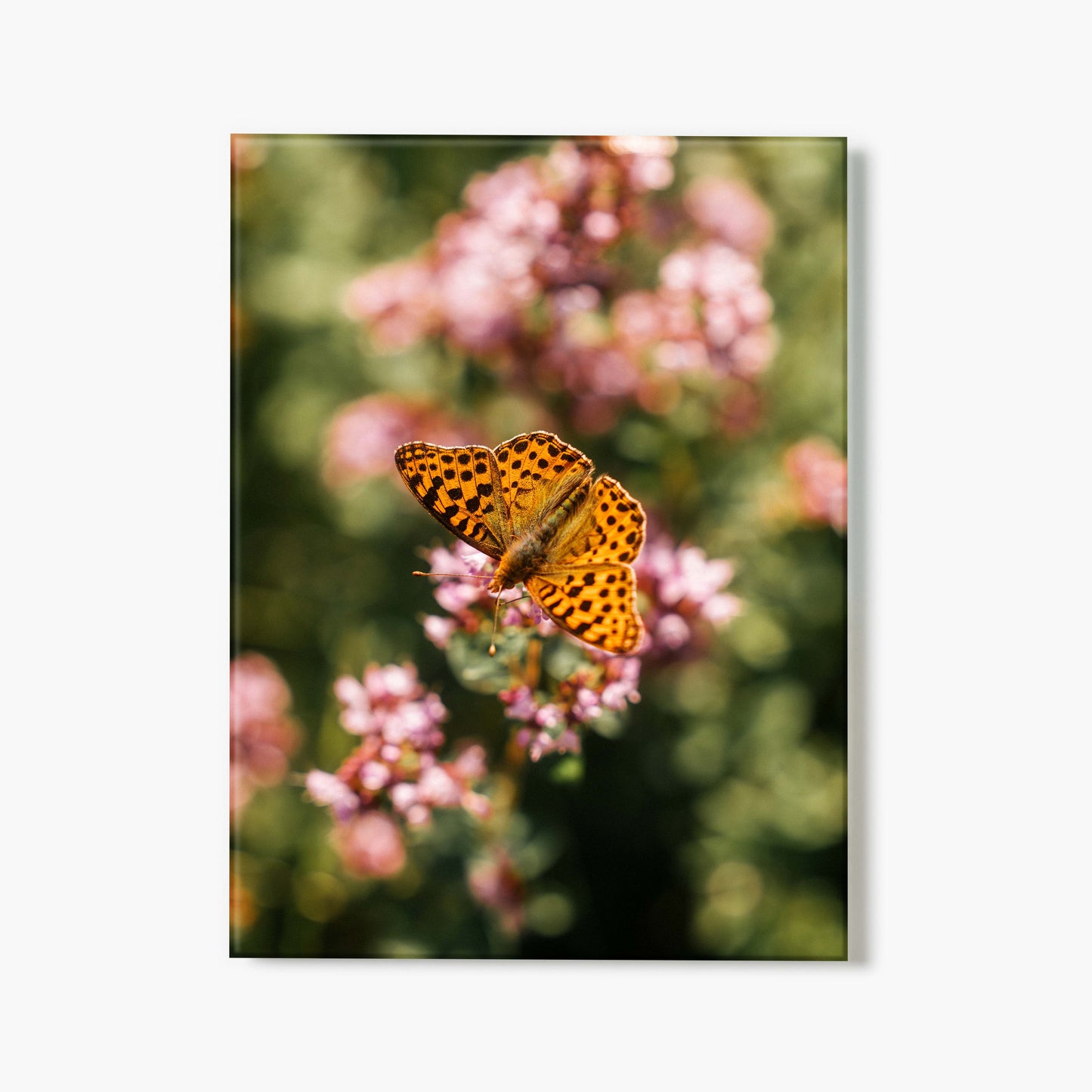 Glass print of a butterfly on pink flowers with a blurred green background