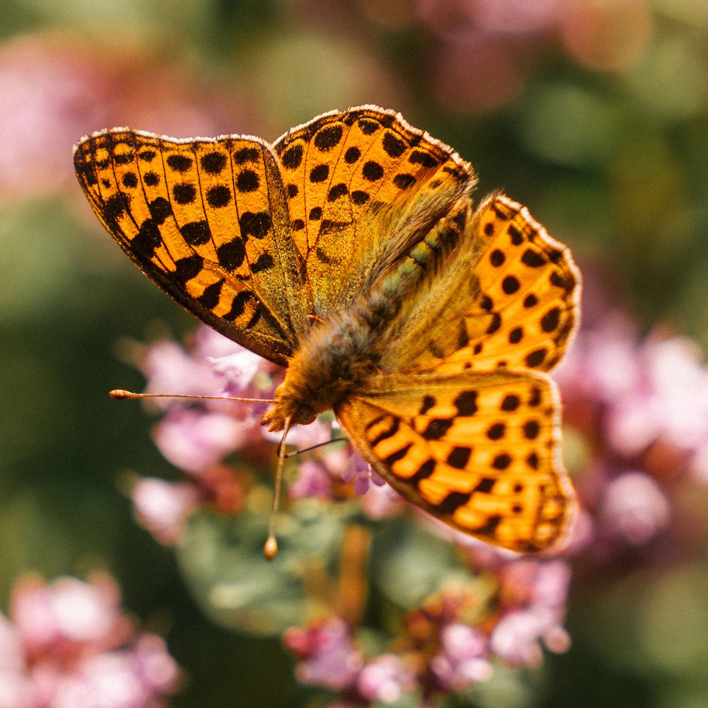 Garden Visitor