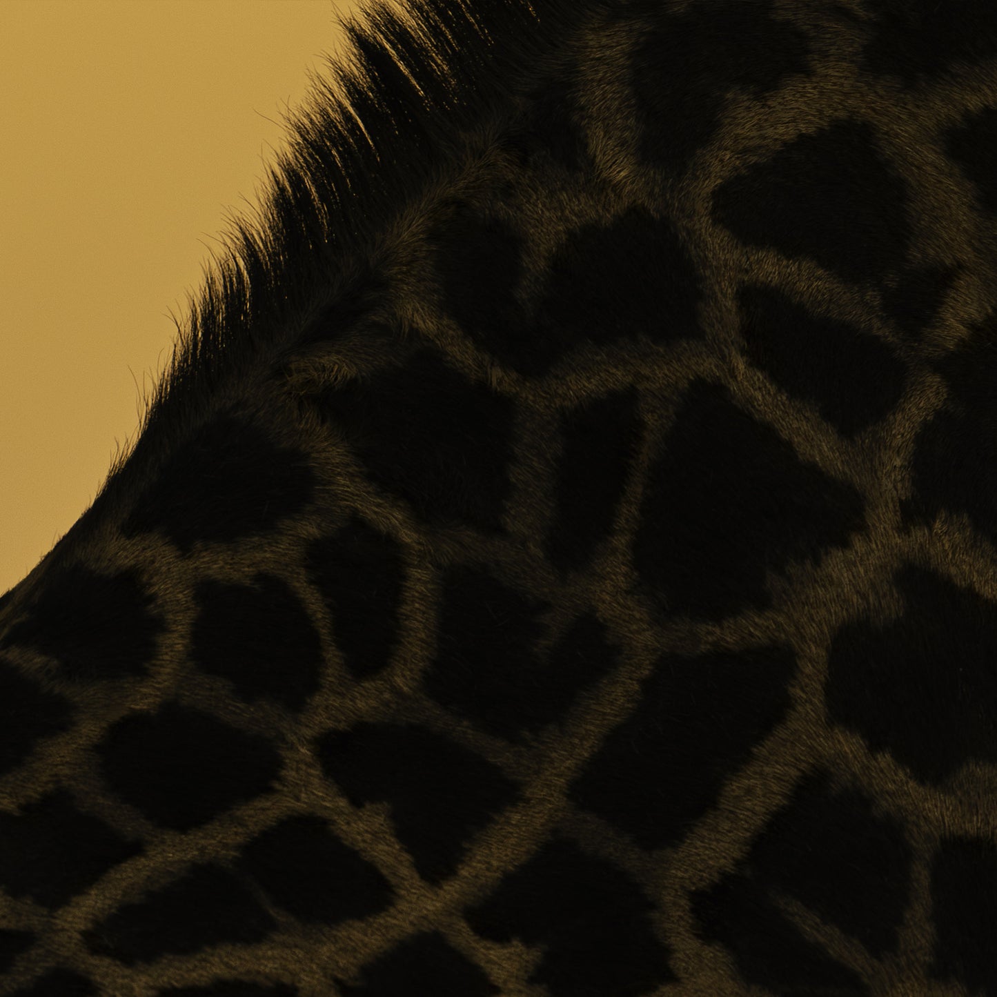 Golden Stretch