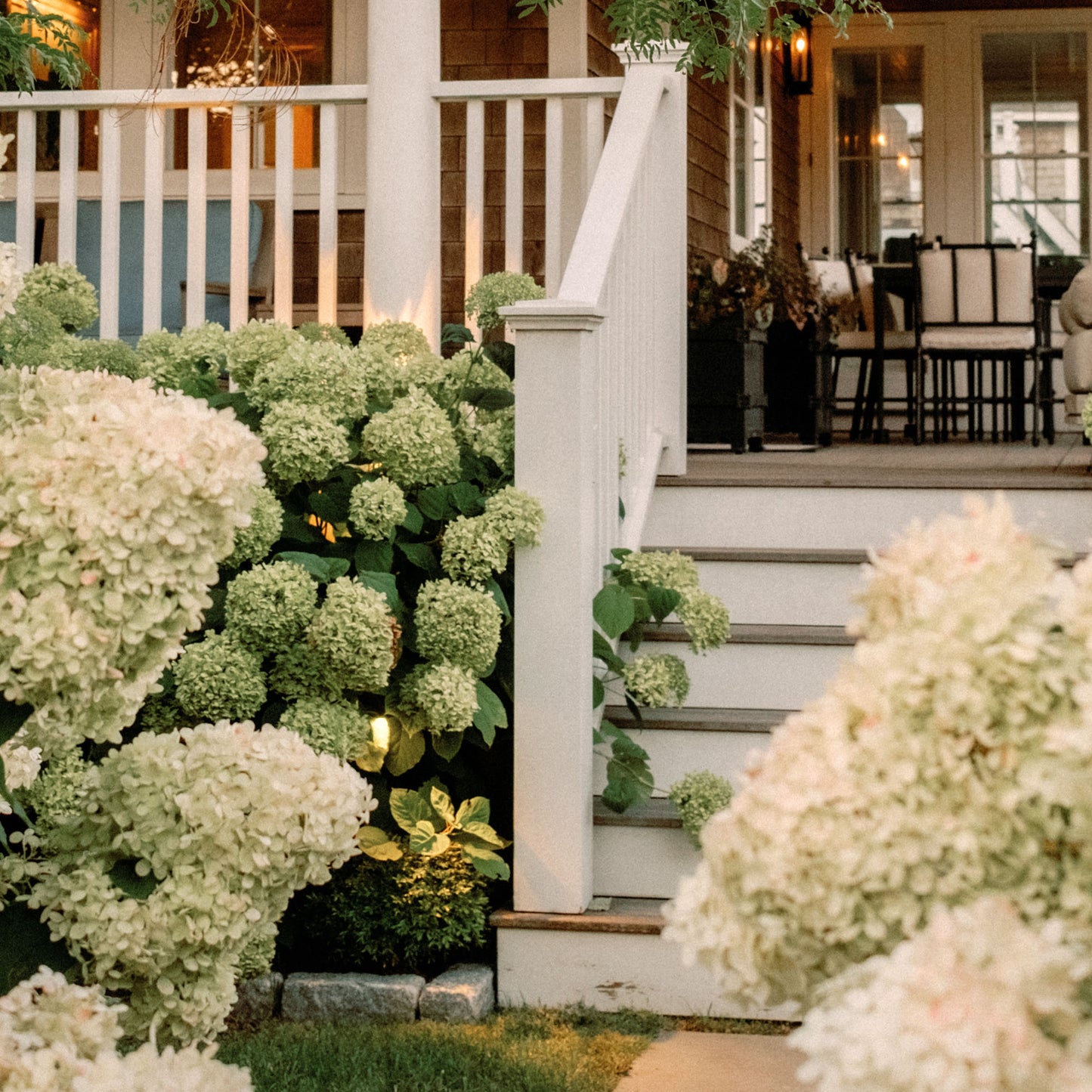 Close up of white hydrangeas in front of a house with steps and railing.