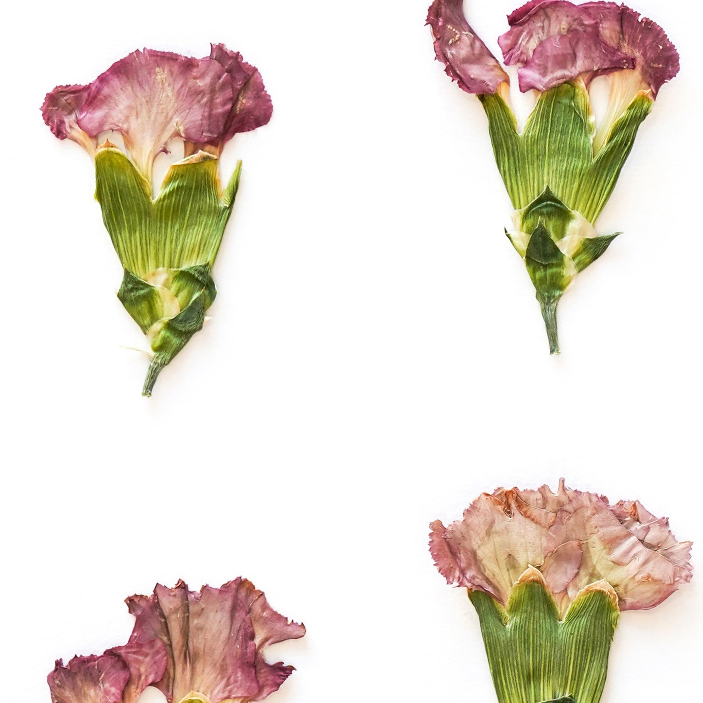 January Carnation No. 2 Pressed Floral Print