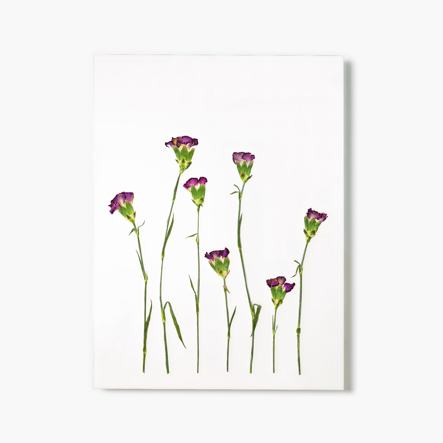 January Carnation Pressed Floral Print