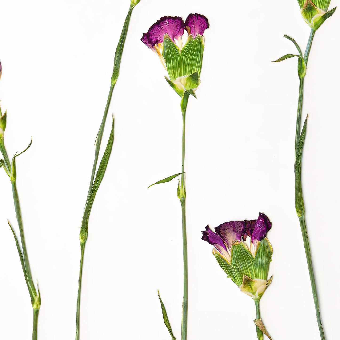 January Carnation Pressed Floral Print