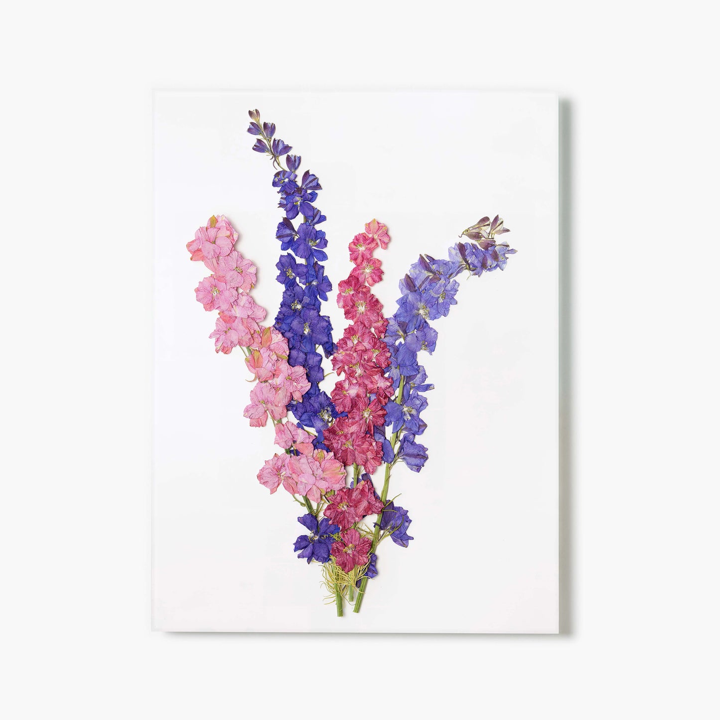 July Larkspur Pressed Floral Print