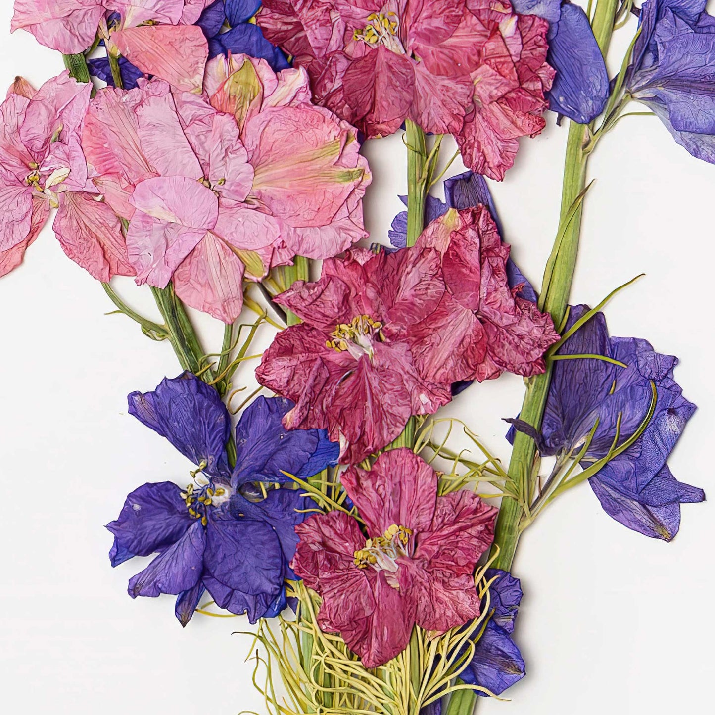 July Larkspur Pressed Floral Print