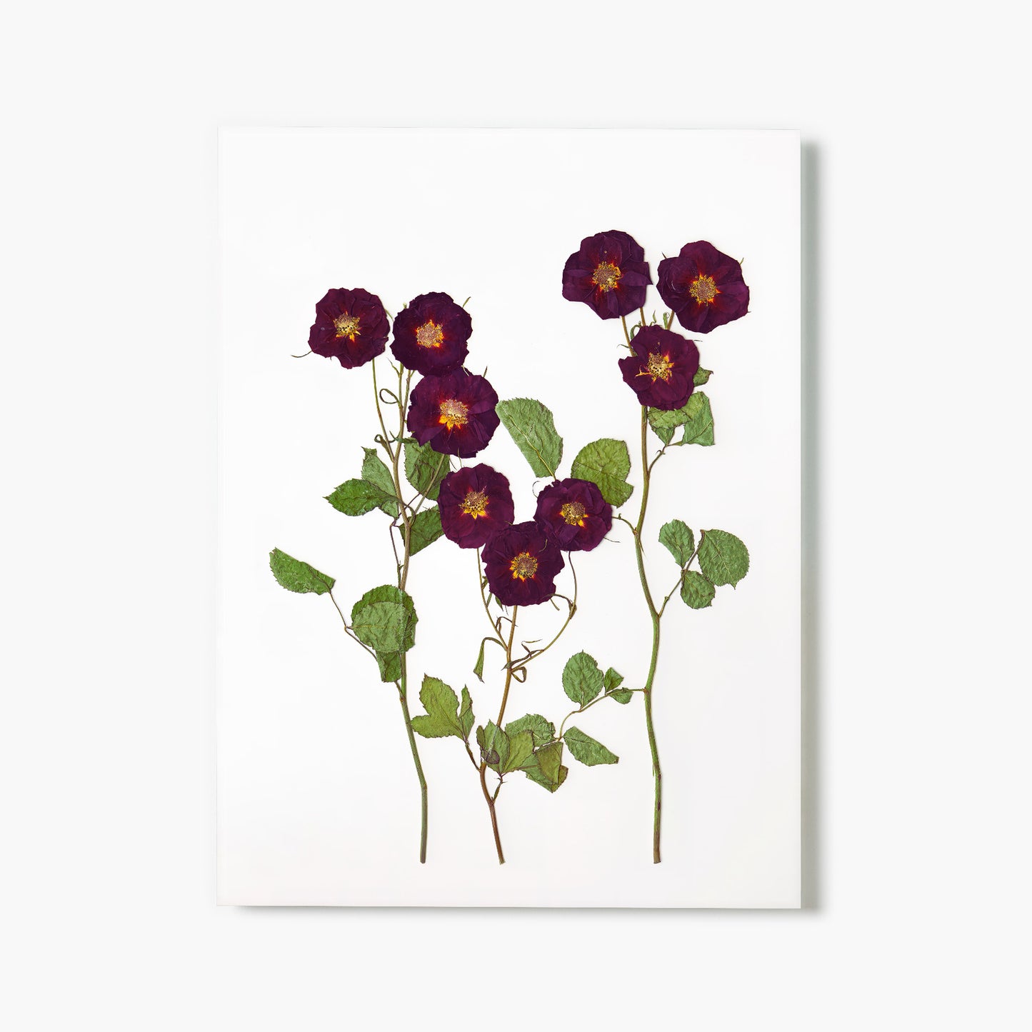 June Rose Pressed Floral Print