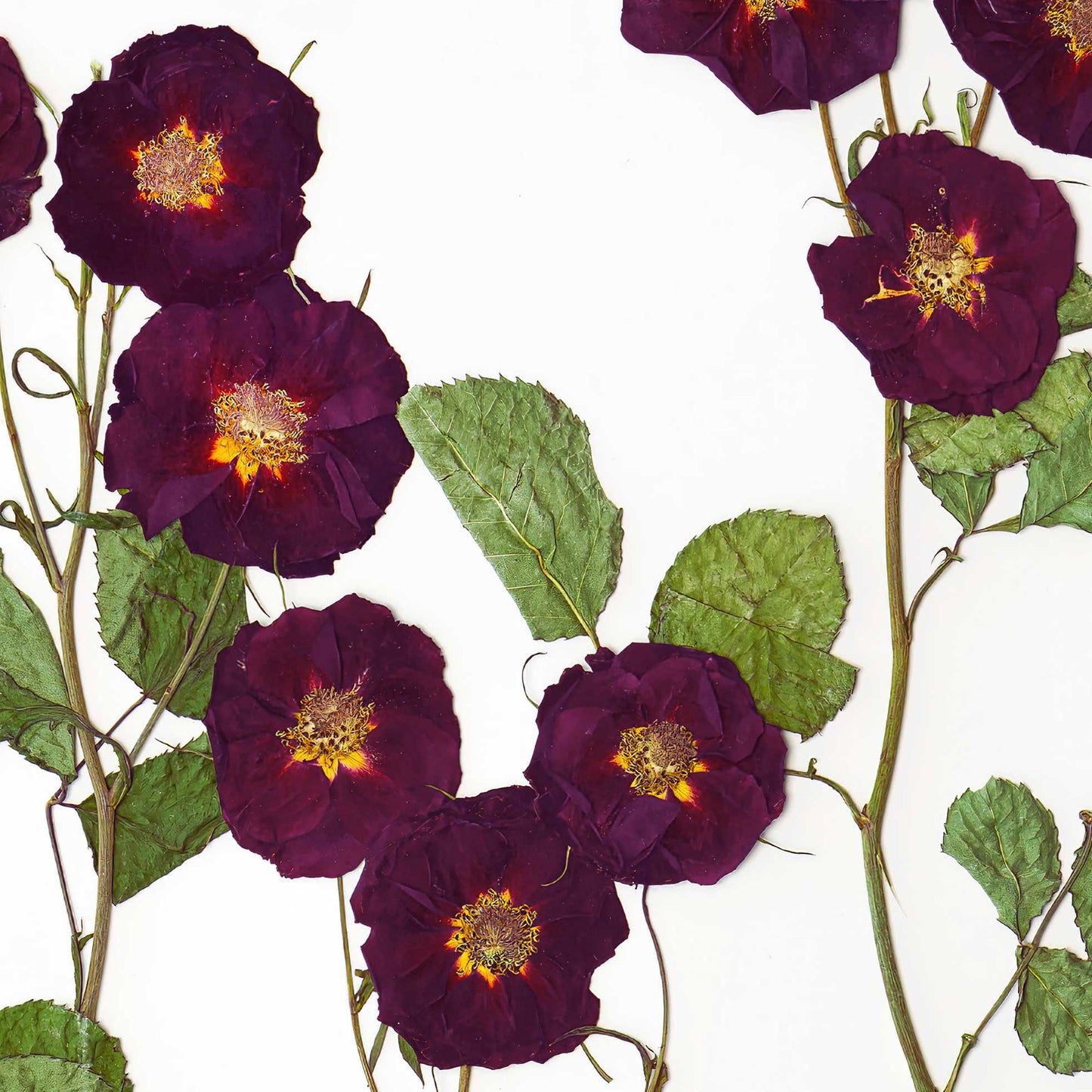 June Rose Pressed Floral Print