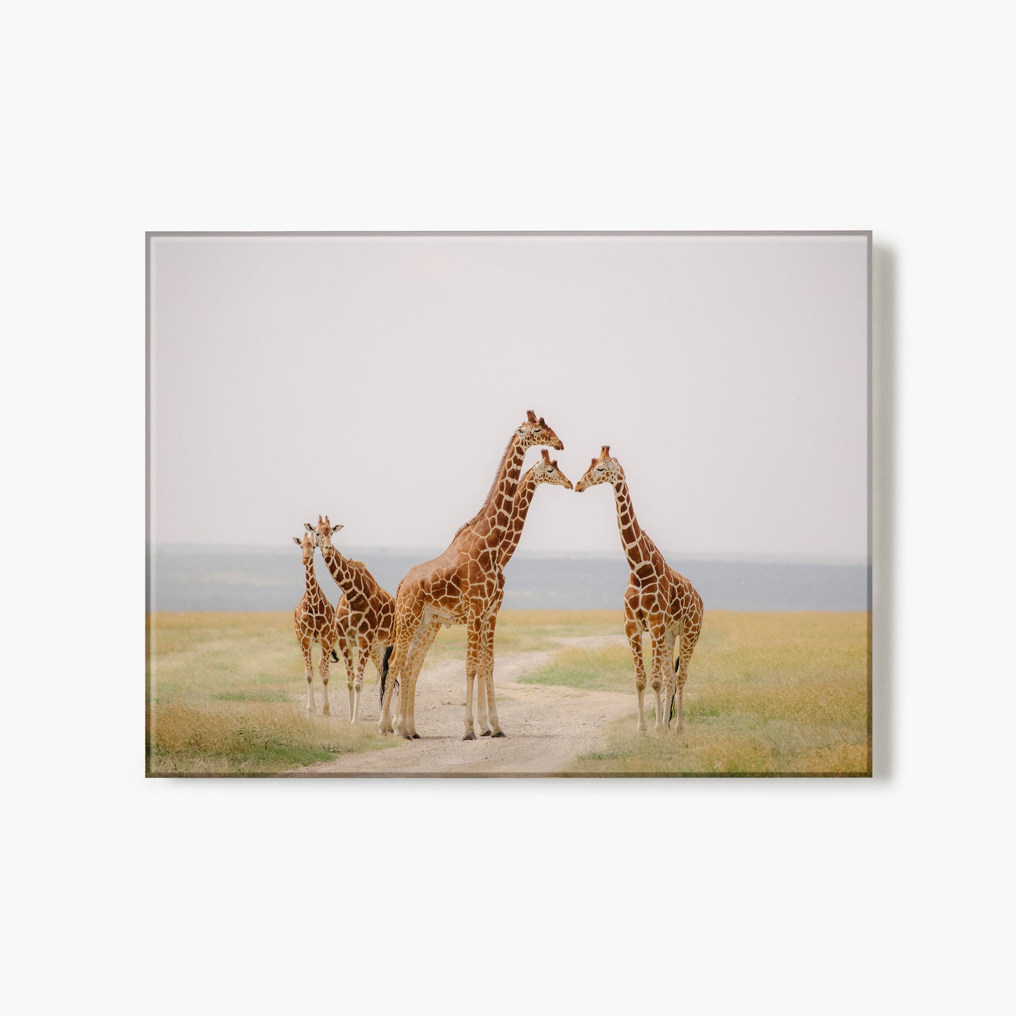 Kenyan Giraffe Parade