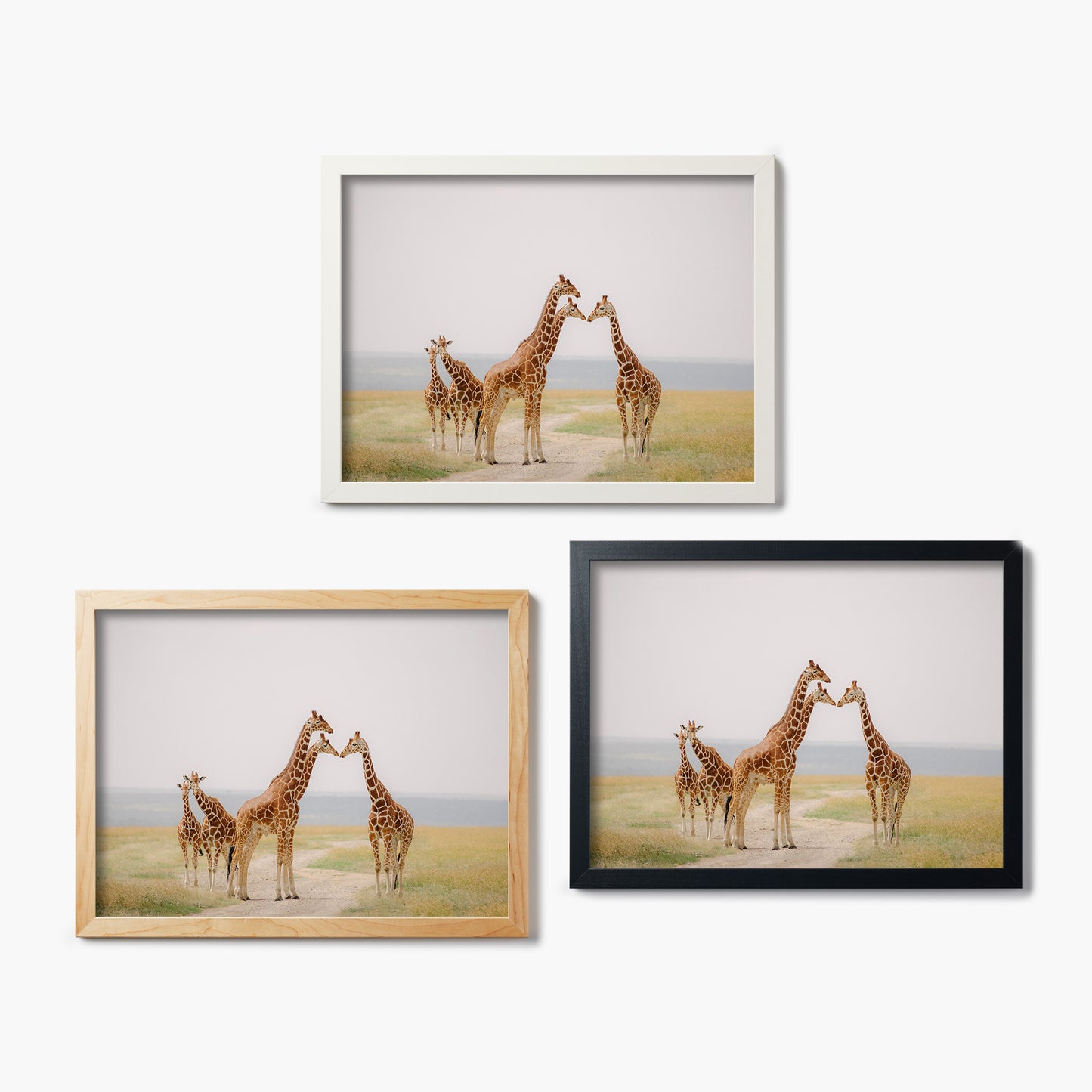 Kenyan Giraffe Parade