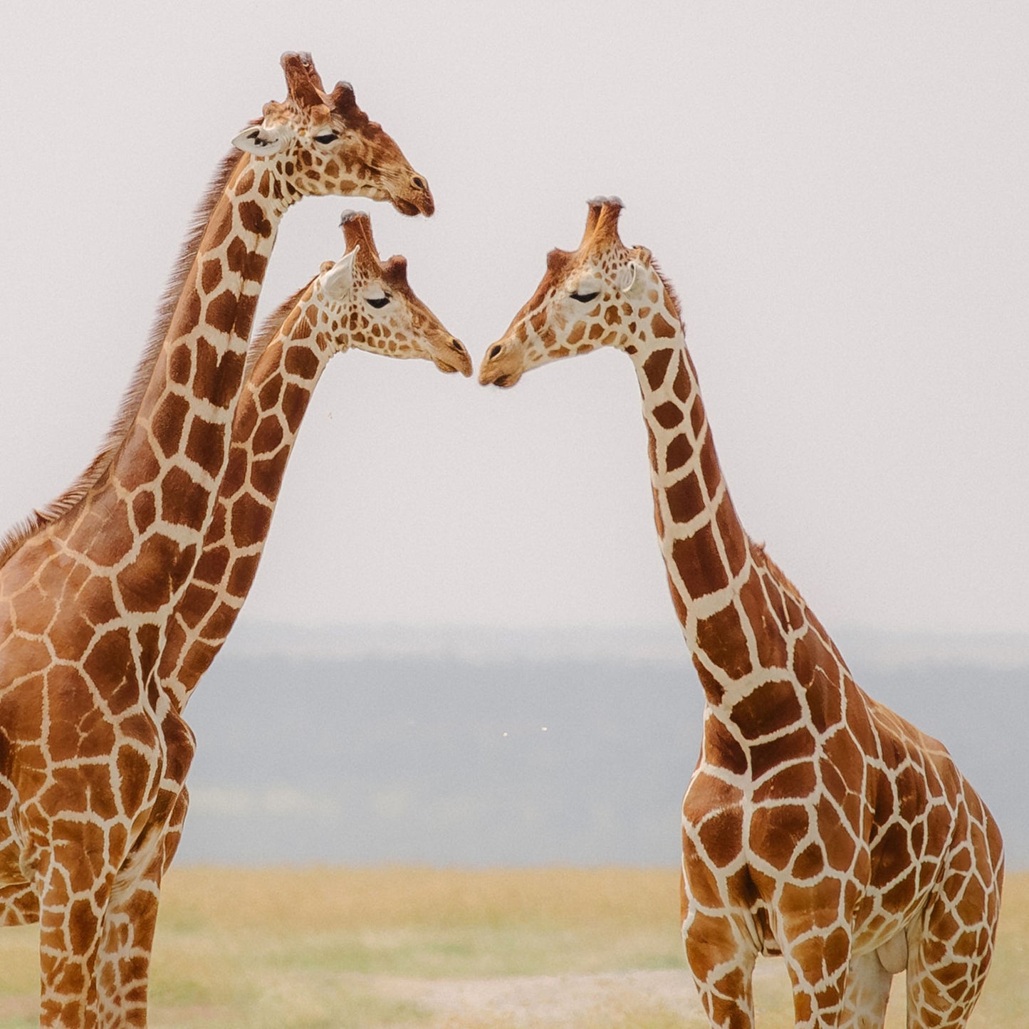 Kenyan Giraffe Parade