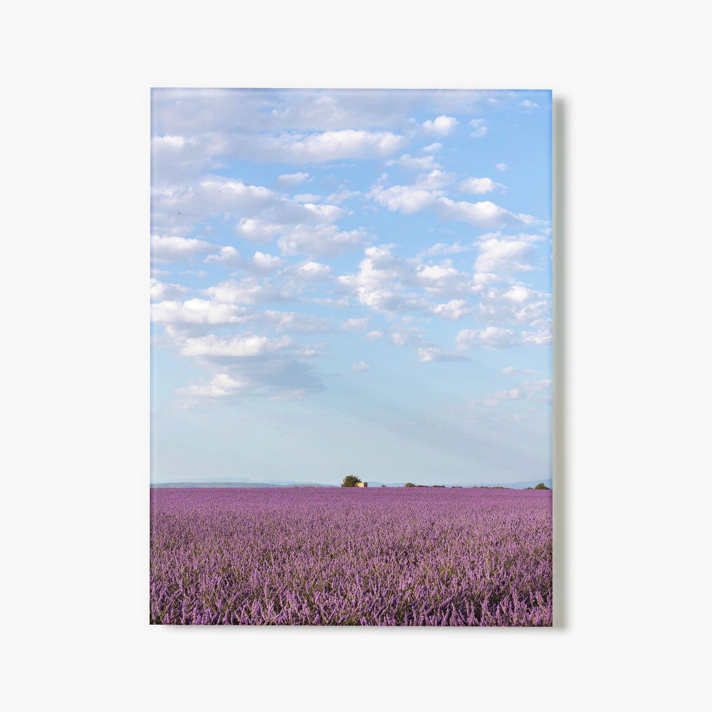 Lavender Skies