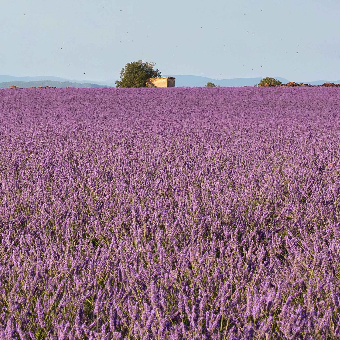 Lavender Skies