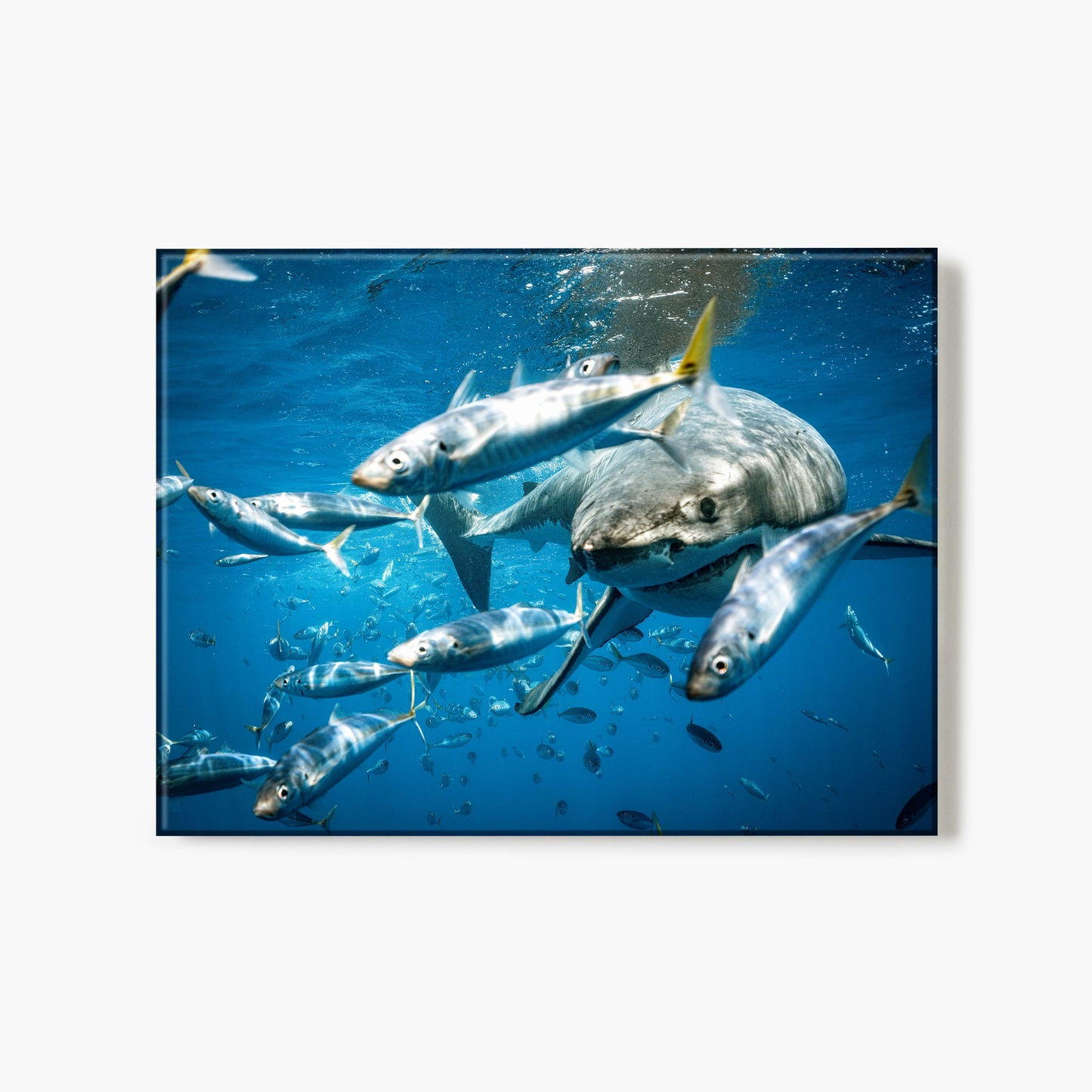 A glass print of a shark swimming among small fish in clear blue water