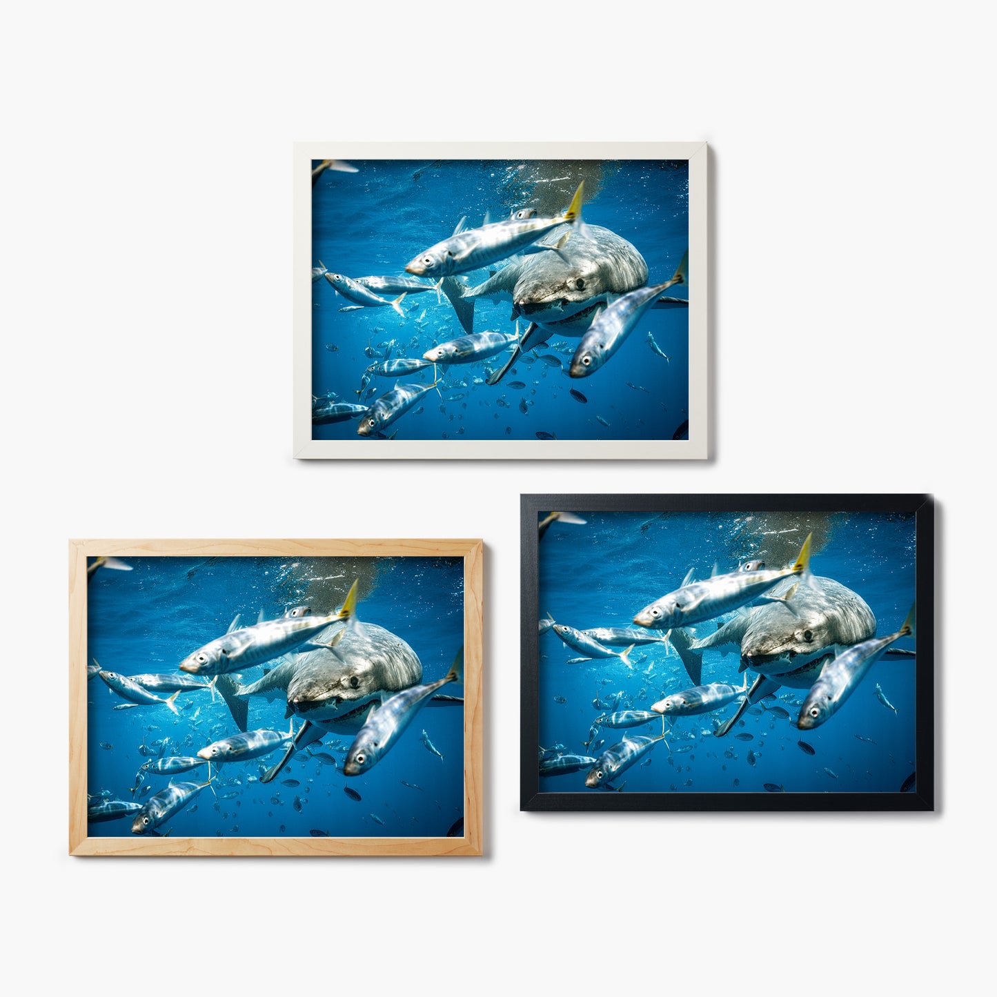 Three framed glass prints of a shark swimming amongst scattering fish underwater on a white background
