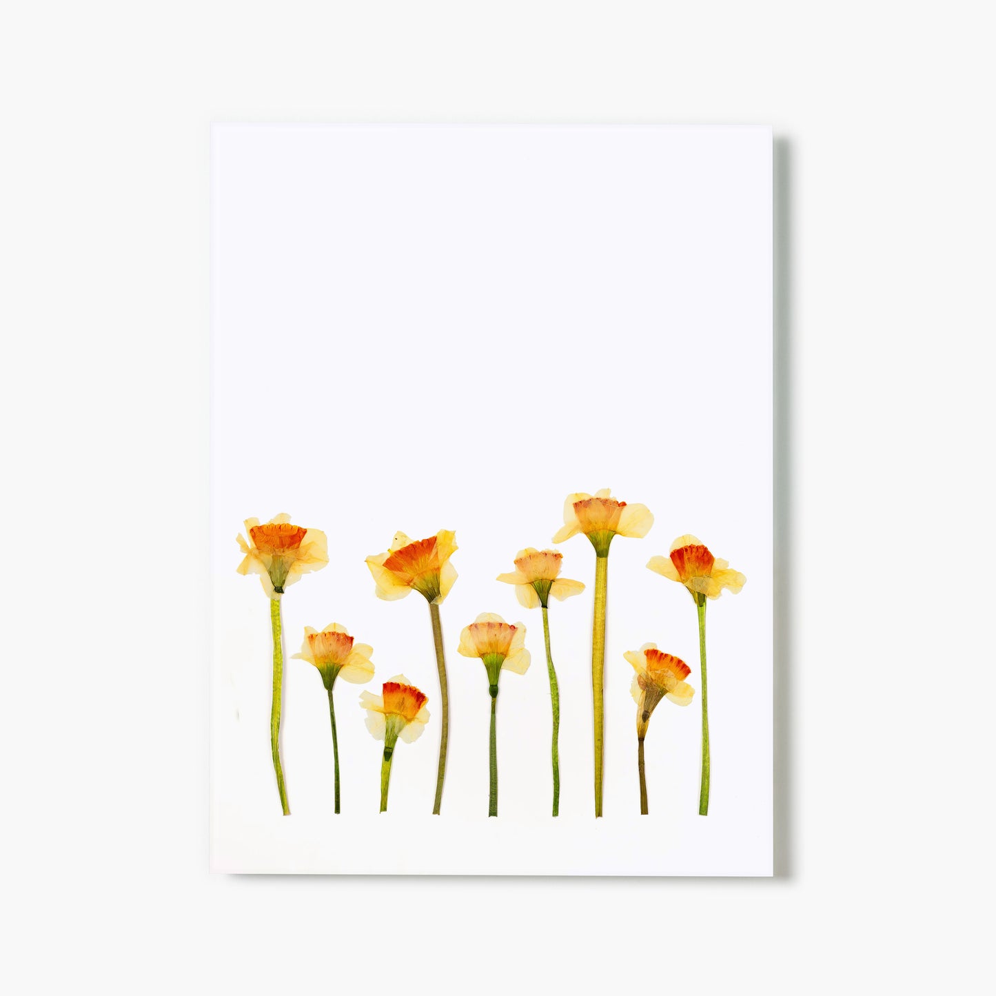 March Daffodil Pressed Floral Print