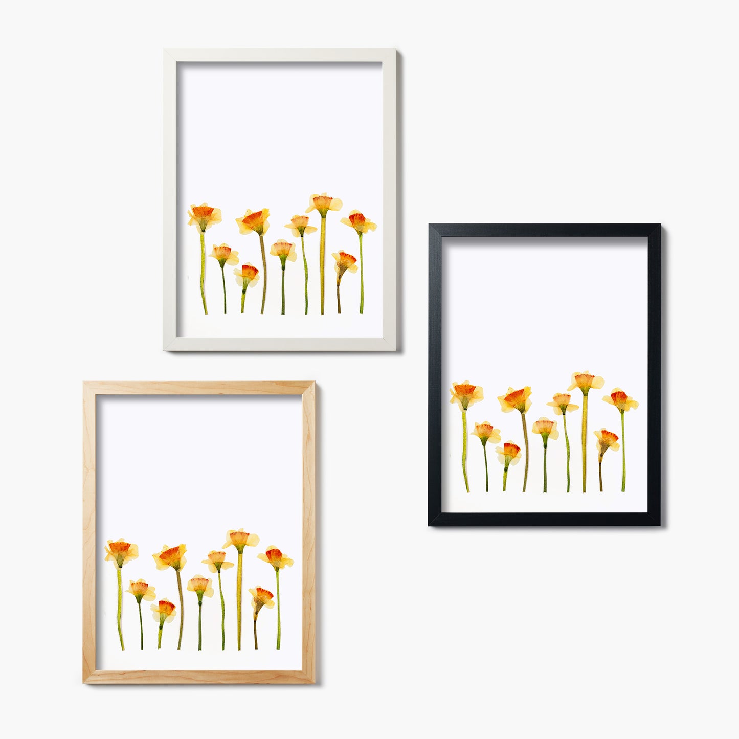March Daffodil Pressed Floral Print