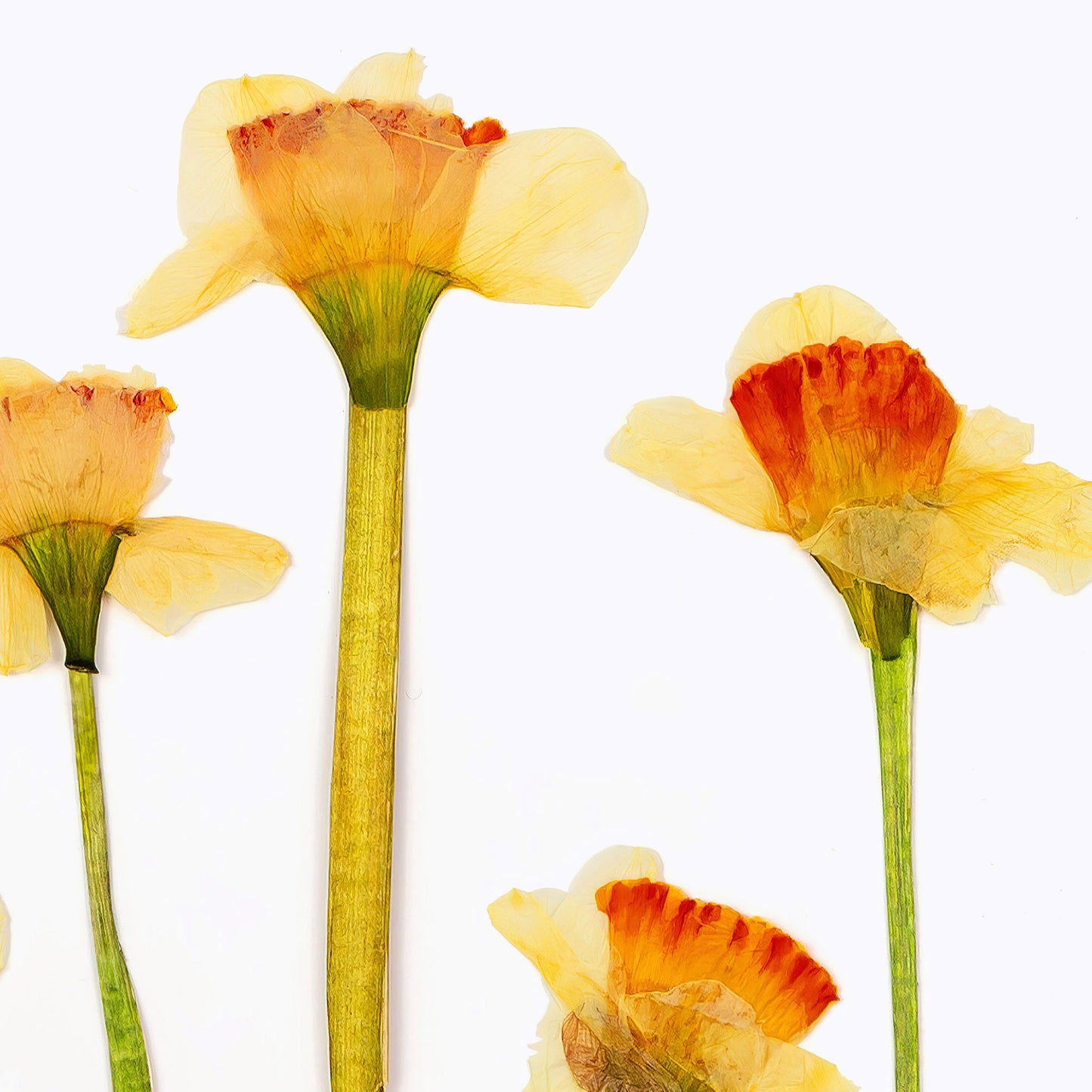 March Daffodil Pressed Floral Print