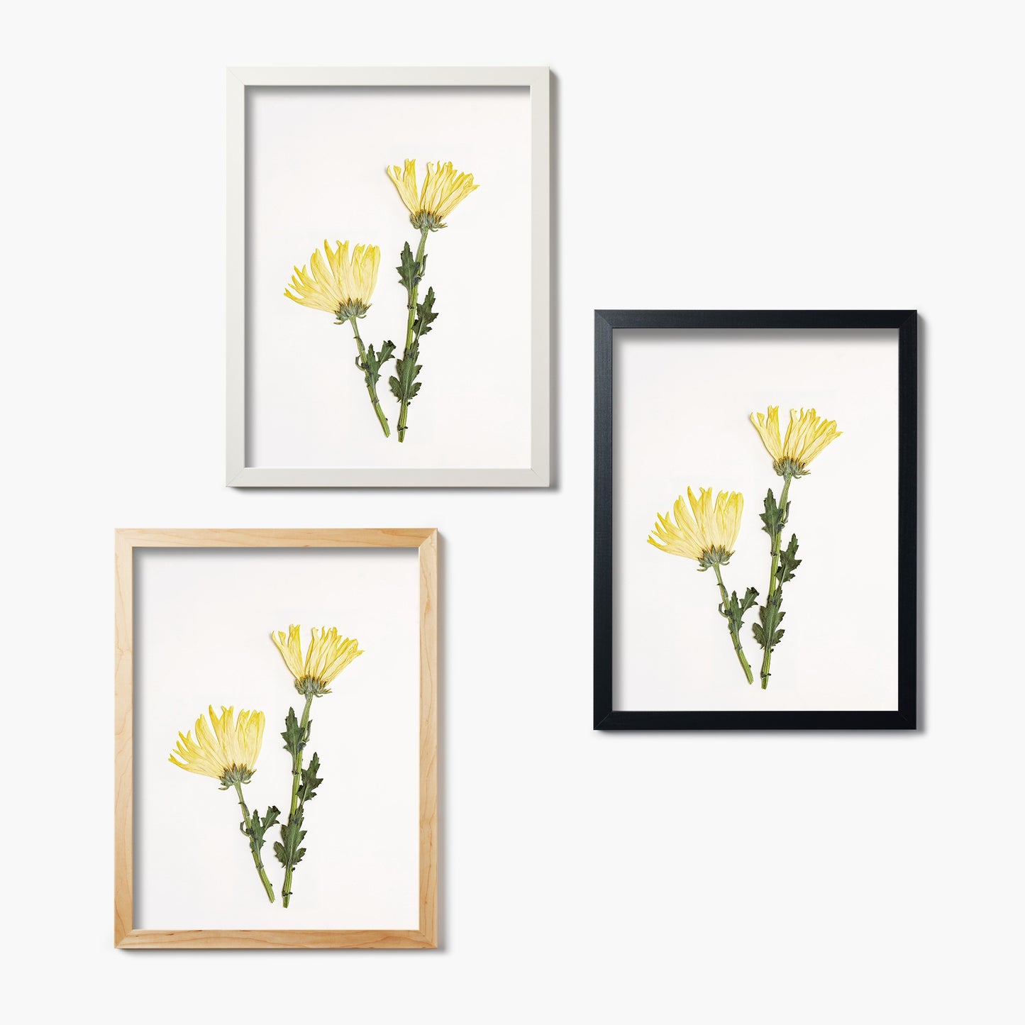 November Chrysanthemum Pressed Floral Print