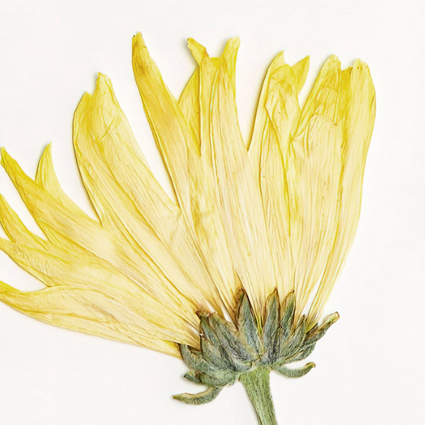 November Chrysanthemum Pressed Floral Print