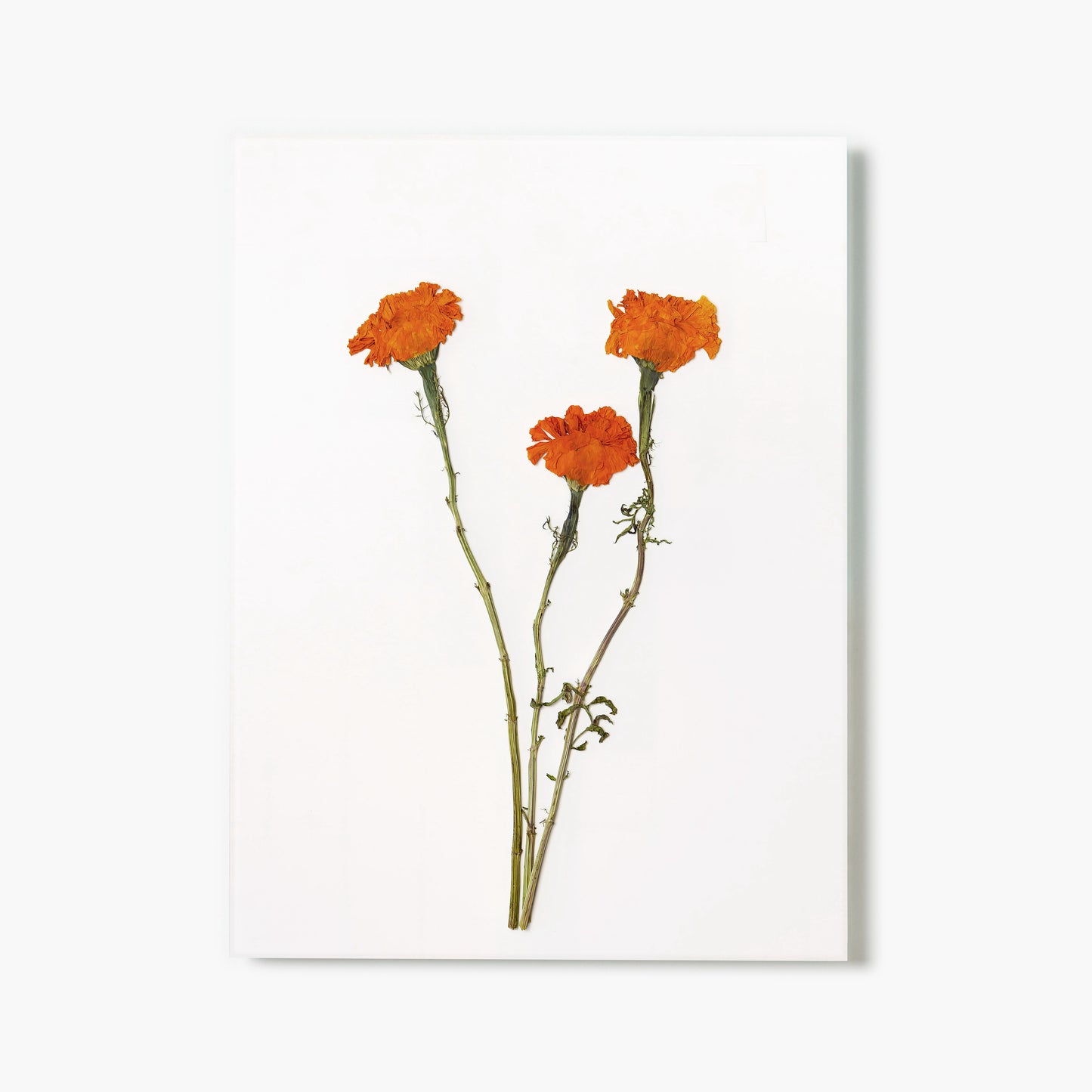 October Marigold Pressed Floral Print