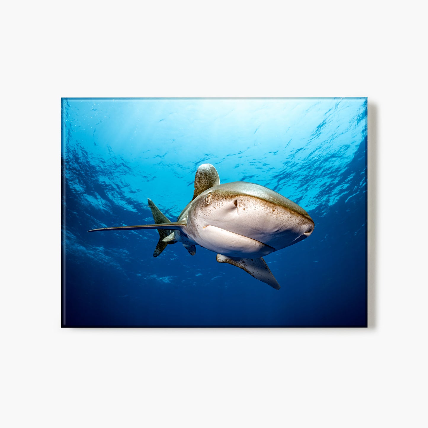 A glass print of a shark swimming head on toward the camera in clear blue water