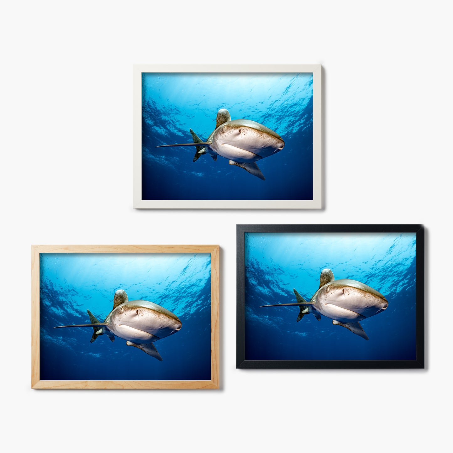 Three framed glass prints of a shark swimming head on at the camera underwater, on a white background
