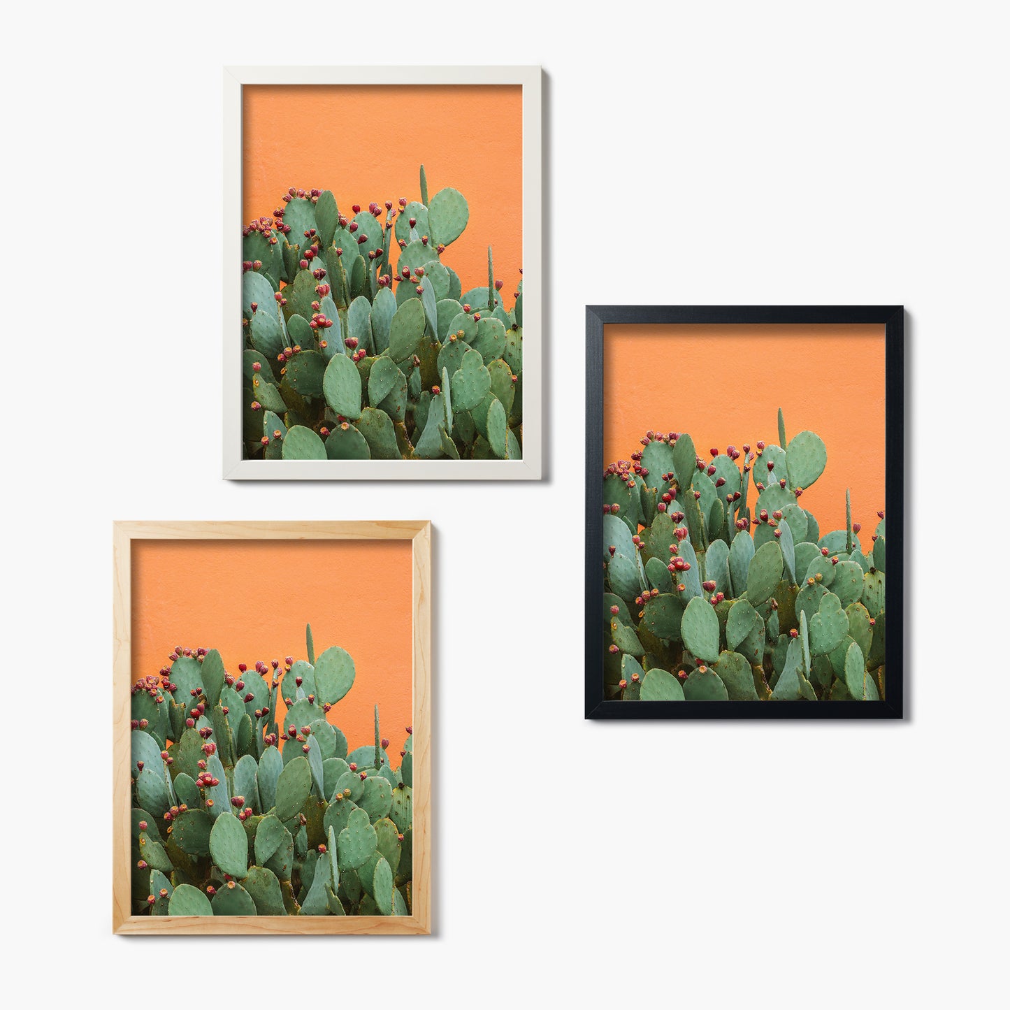 Prickly Pop